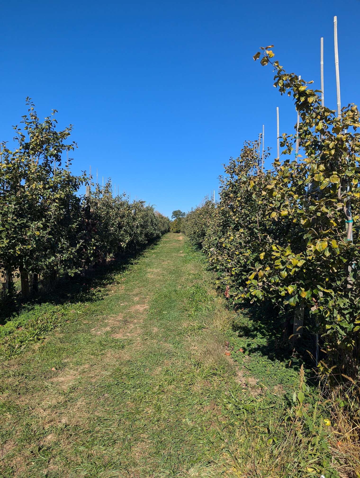 Here is a row of apple trees, further back the trees had lots of apples but these were picked clean!