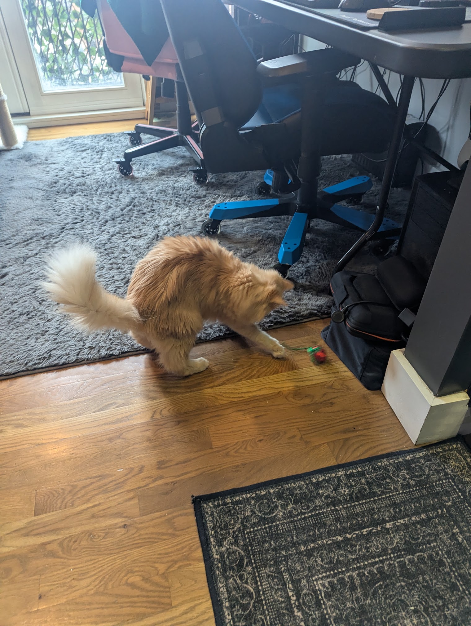 They also got our kitties some gifts, here is Ruby playing with a Christmas mouse