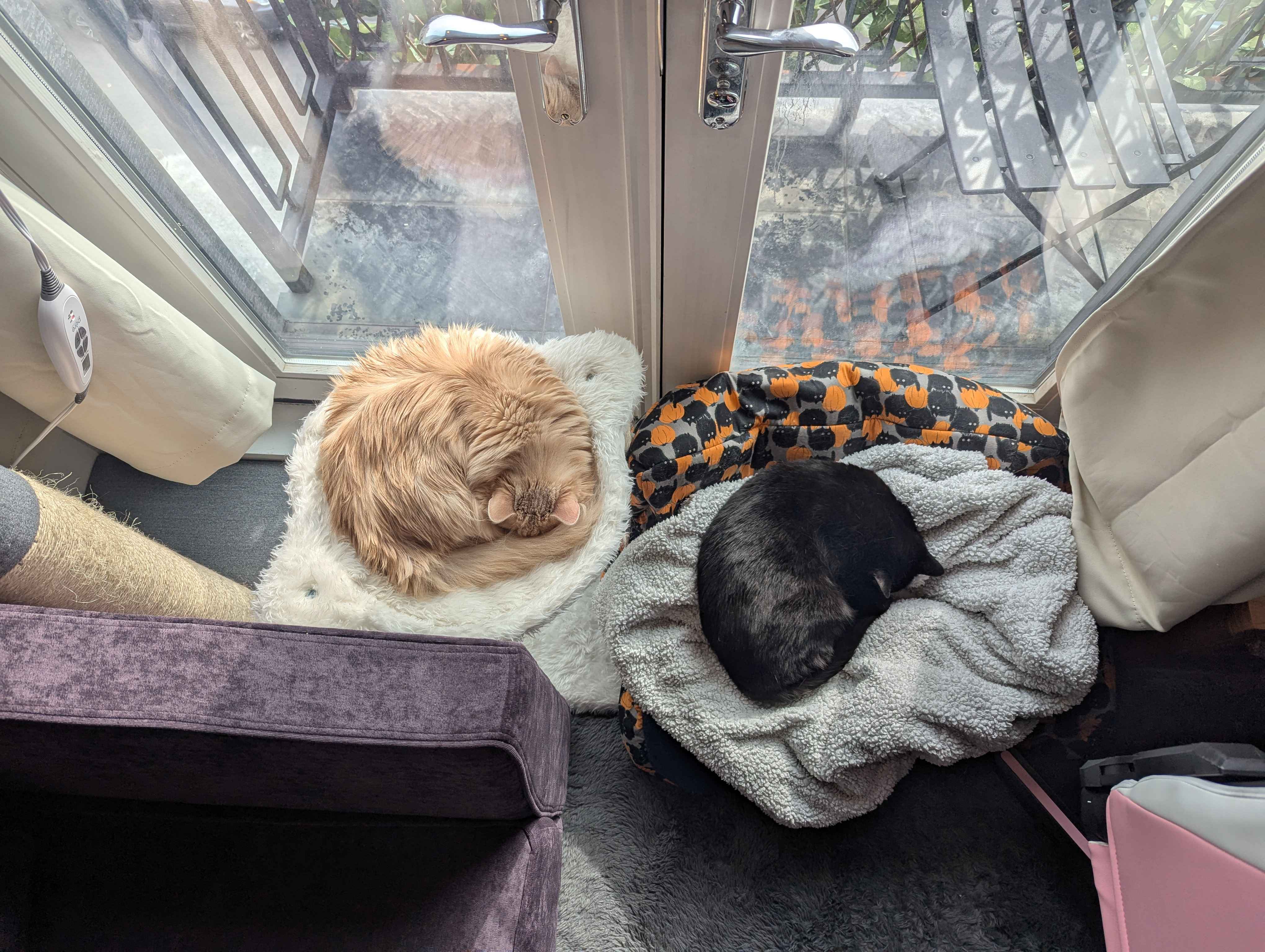 A picture of Molly and Ruby hanging out.