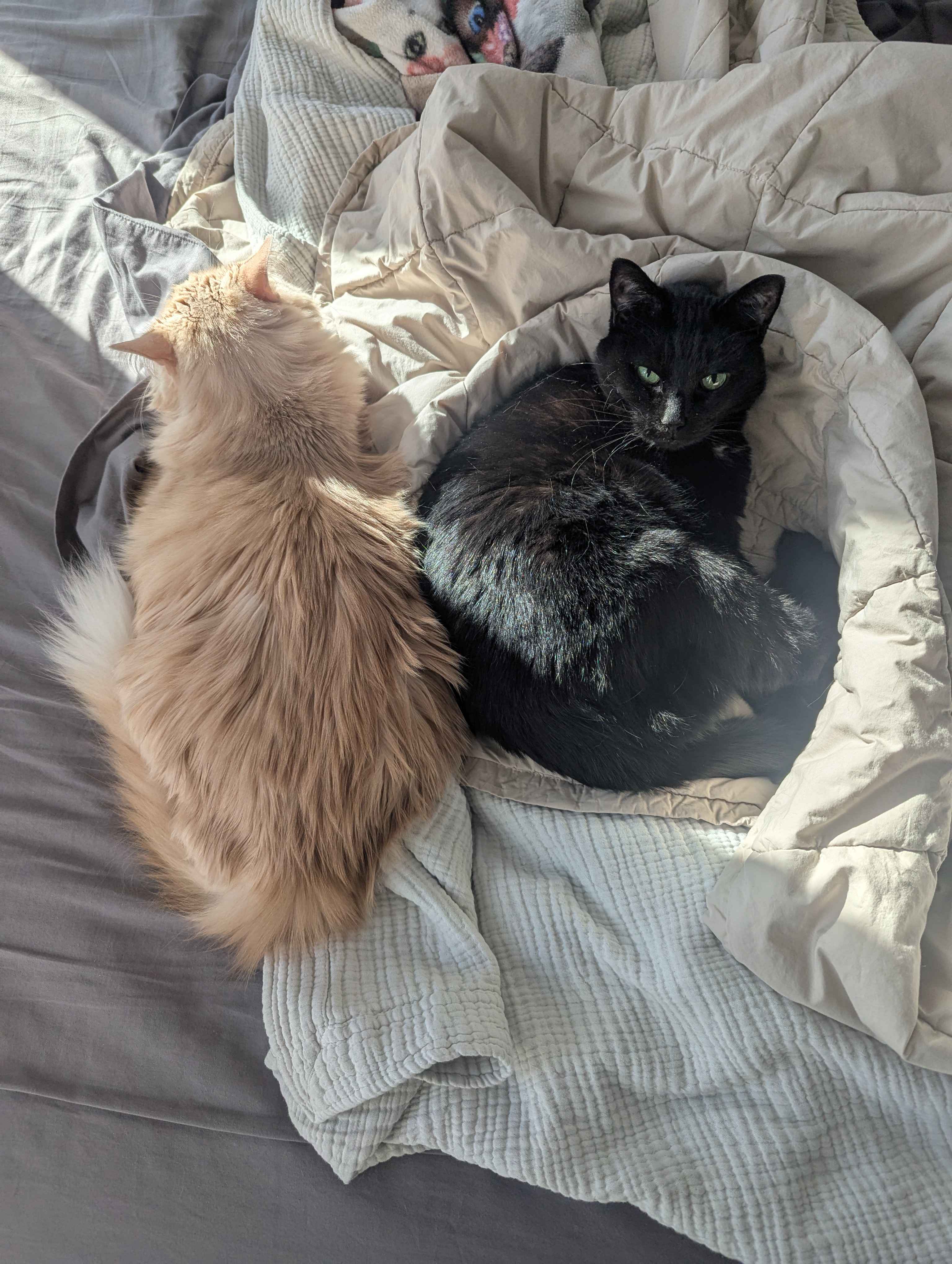 Another picture of the cats. I needed filler for this blog post!