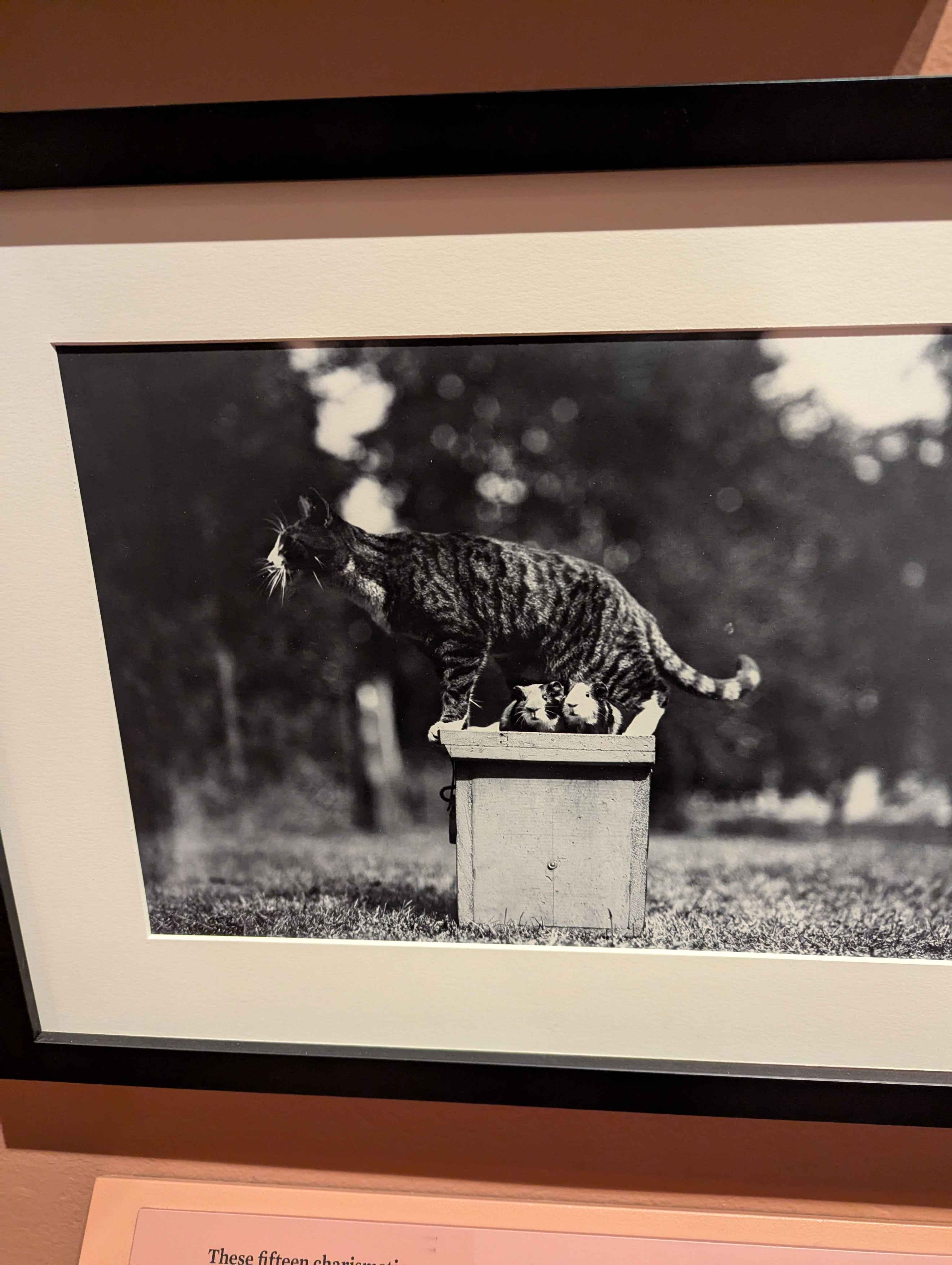 A photo of Reddy the Cat hanging out with some guinea pigs! This one is from 1910.
