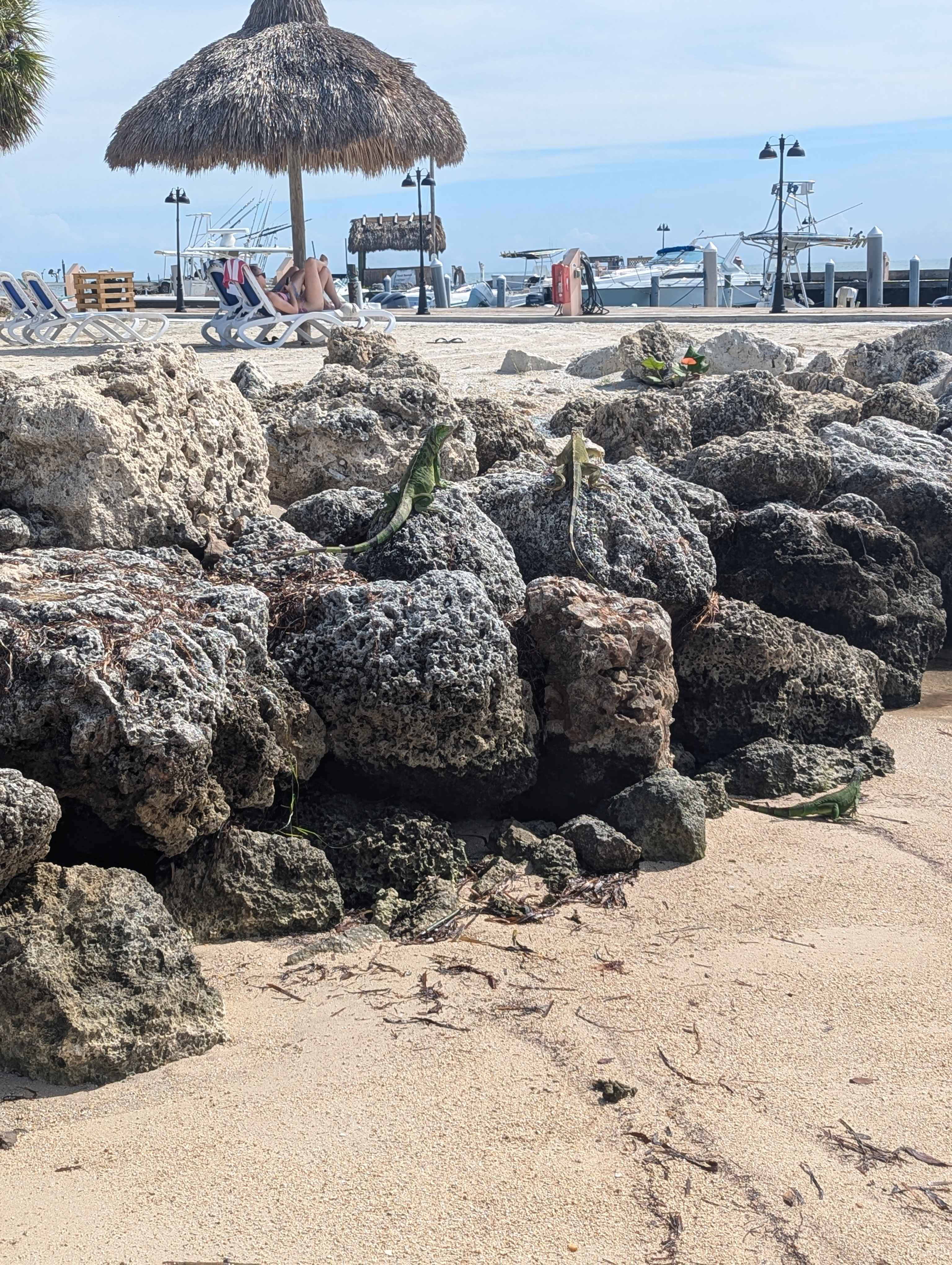Tons of iguanas hanging out on the rocks on the beach in Islamorada