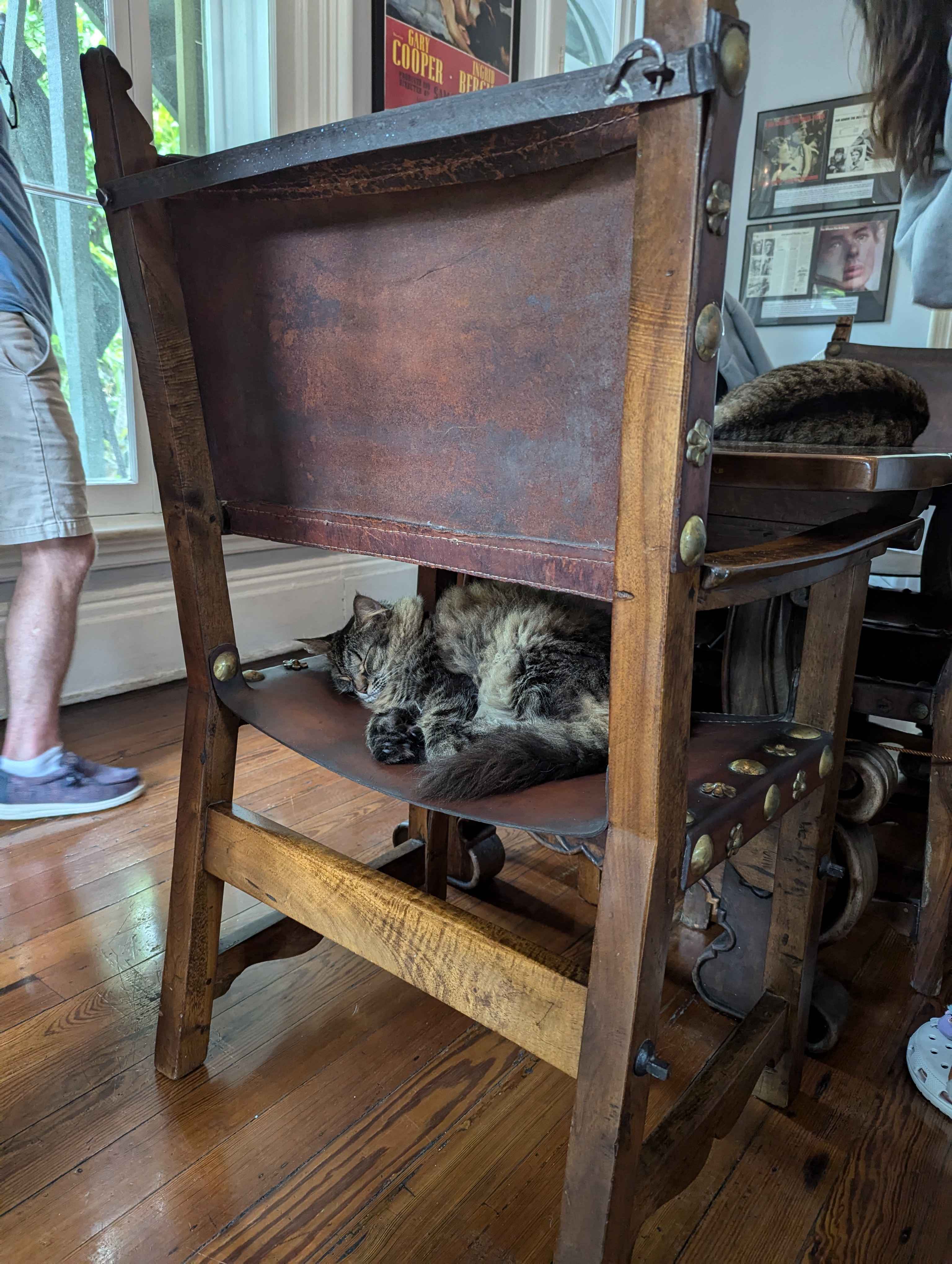 Indoor cat at the Hemingway House