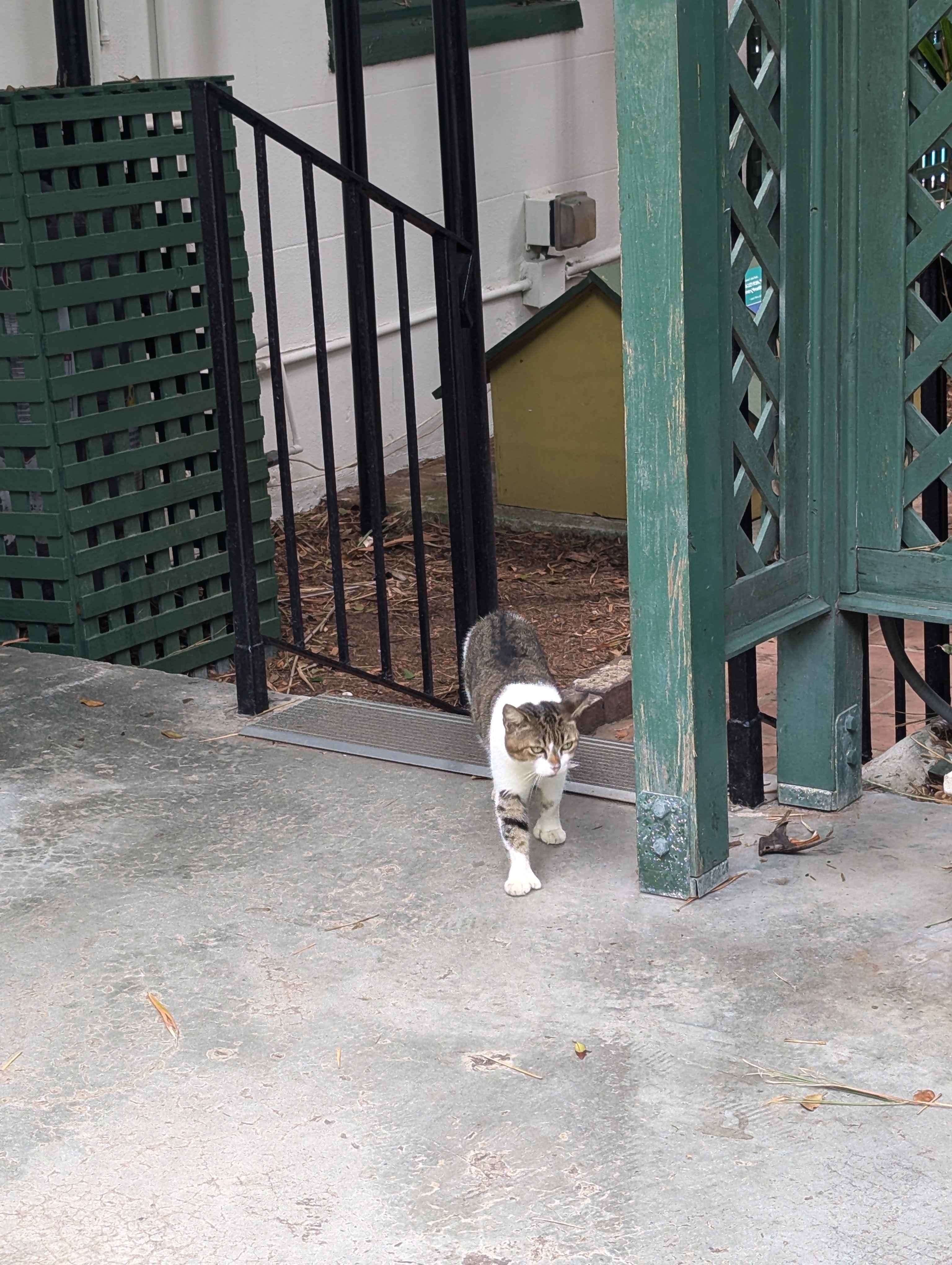 Another cat at the Hemingway House