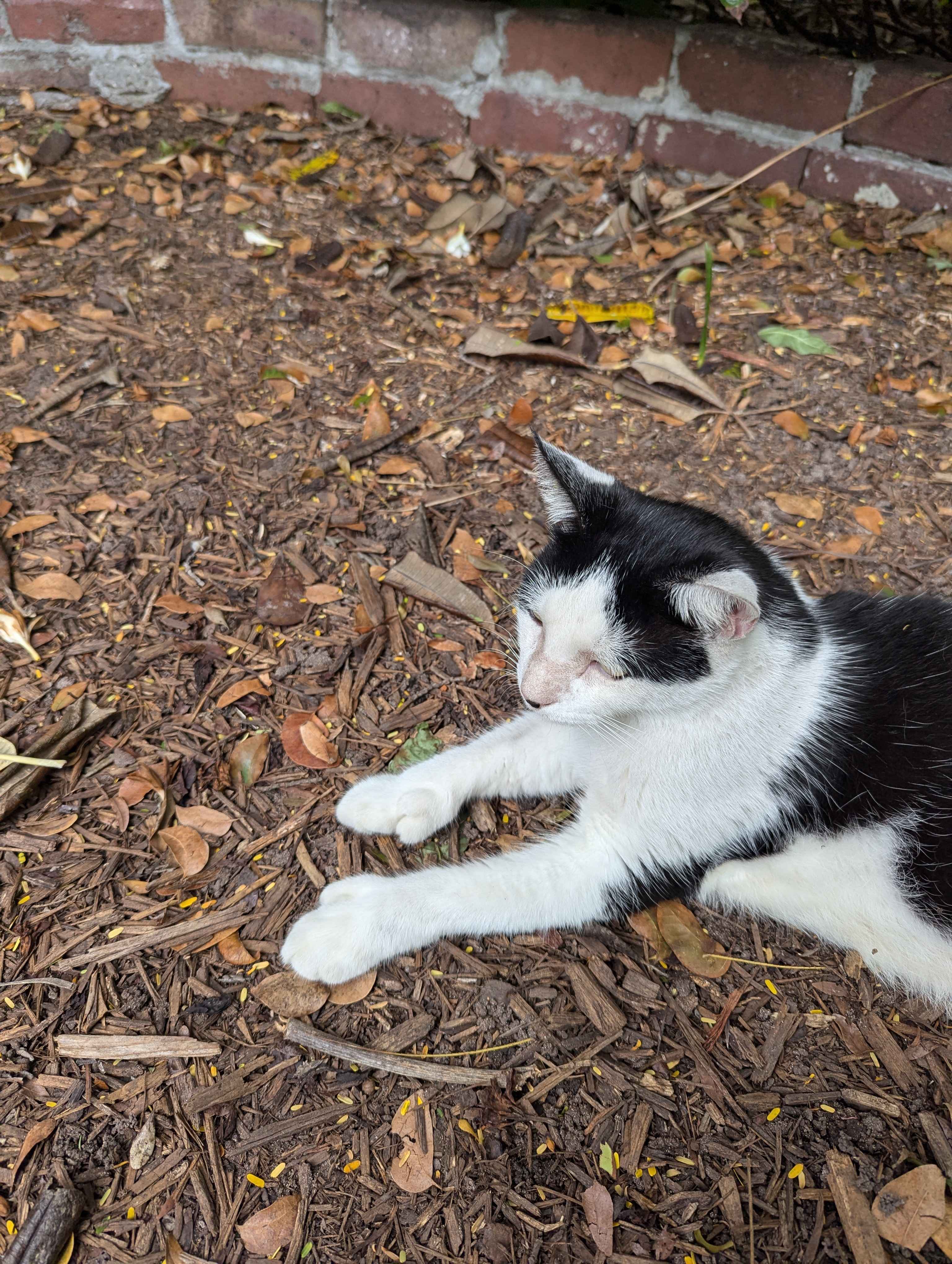 You can see the 6 toes on this cat!