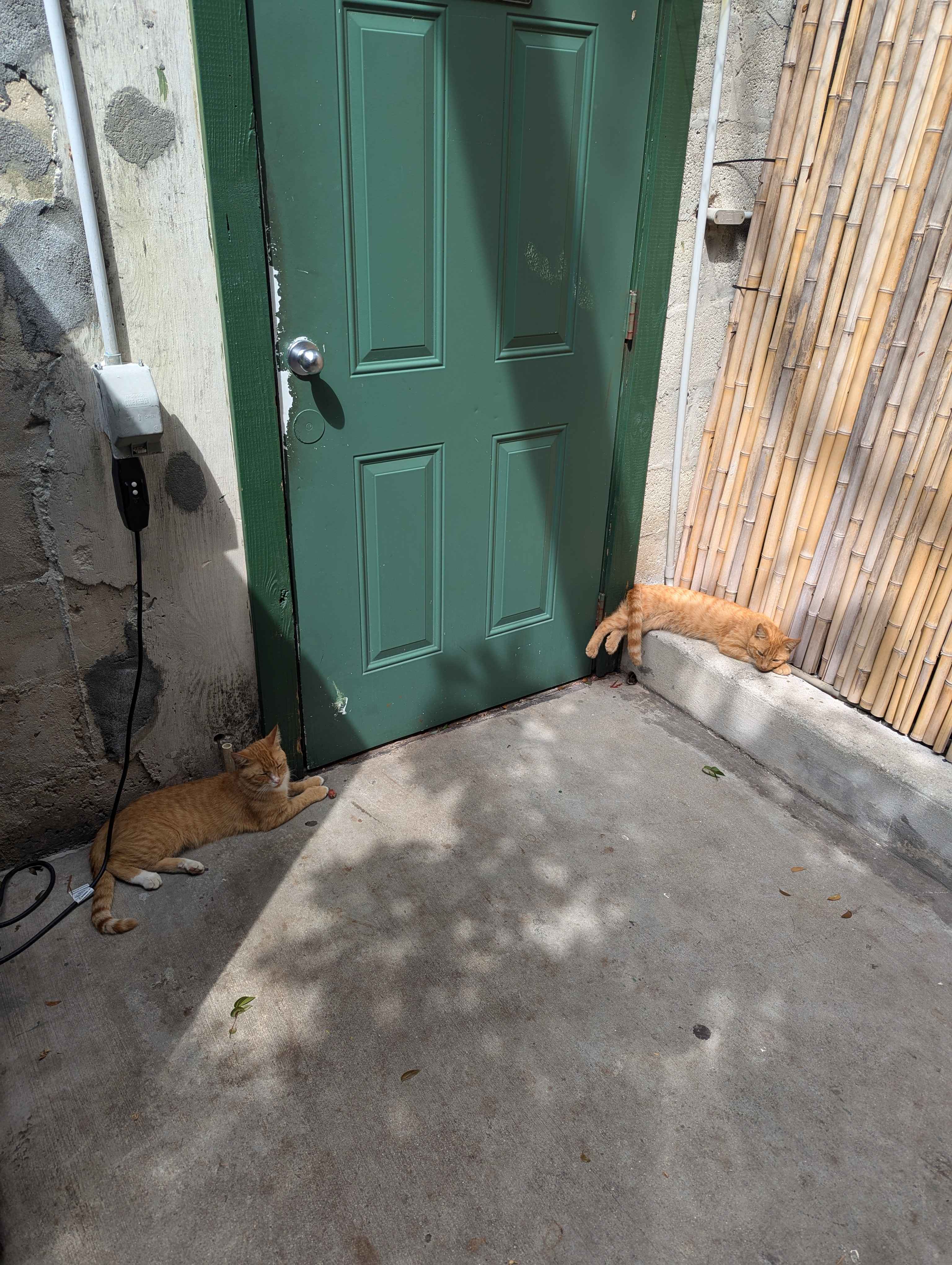 Two cats hanging outside at the Hemingway House. When an employee walked out of that door, they followed her