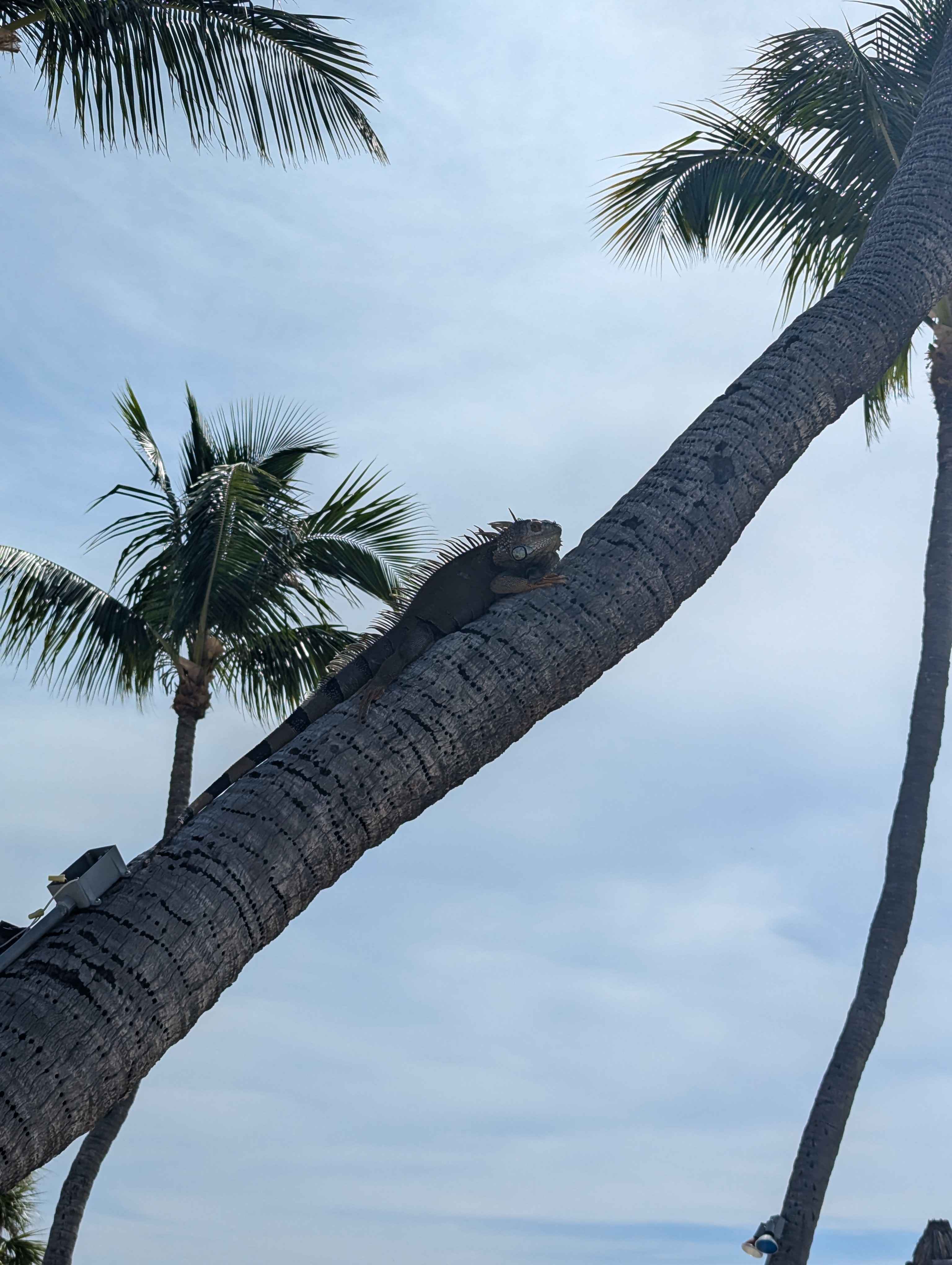 Iguana on a tree in Islamorada. He was huge!