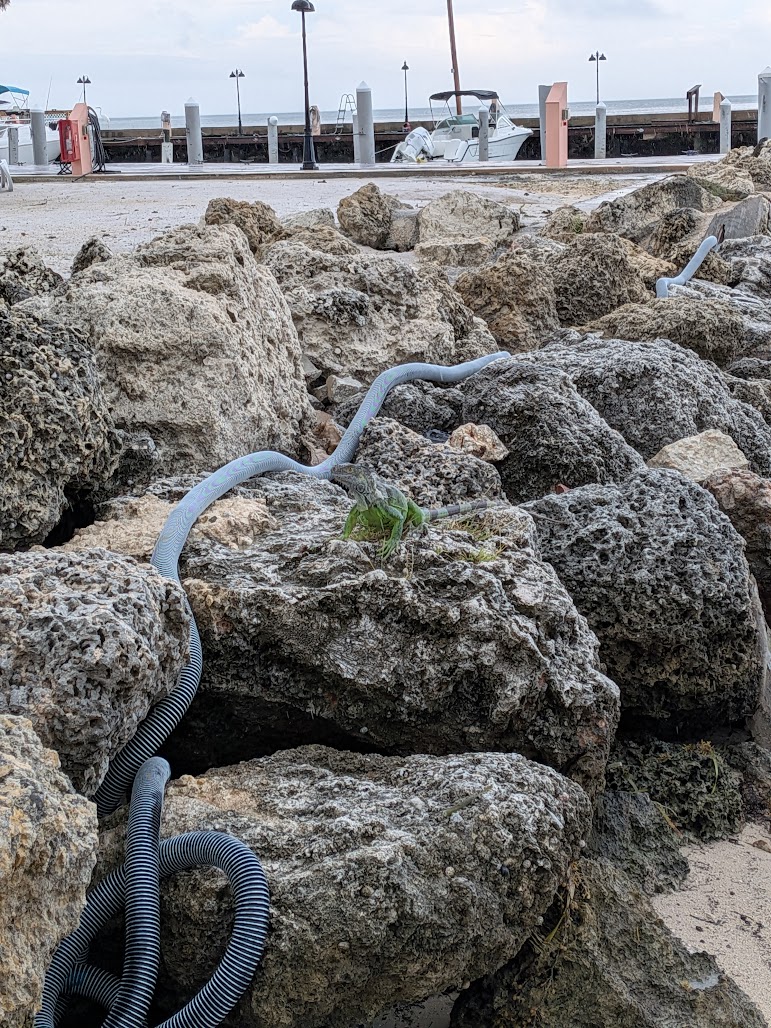 Have to get an iguana picture every year! This guy was huge.