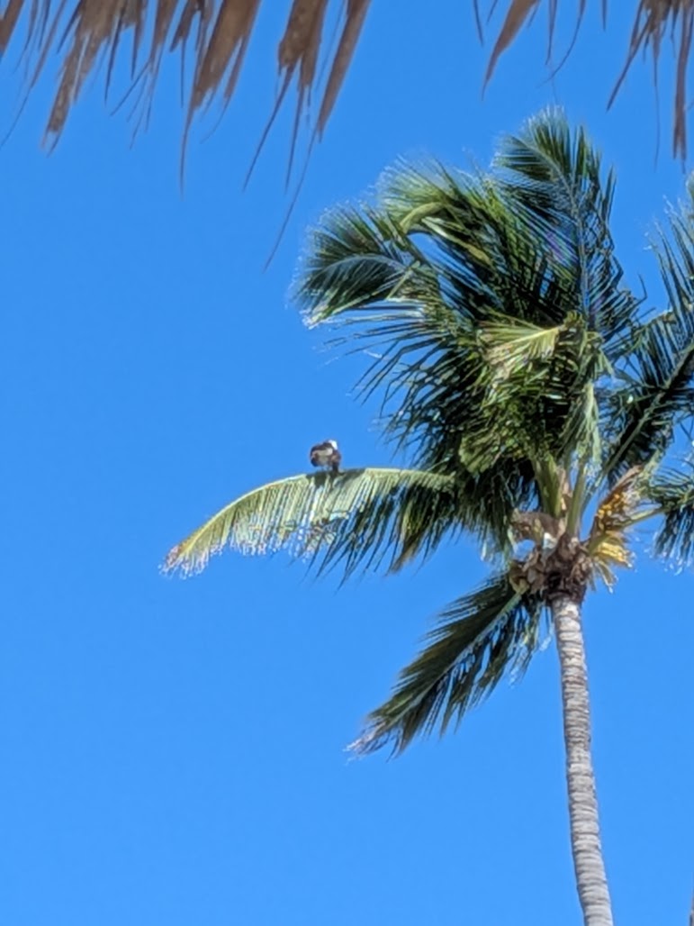 I thought it was funny to see a bird perched on a palm tree.