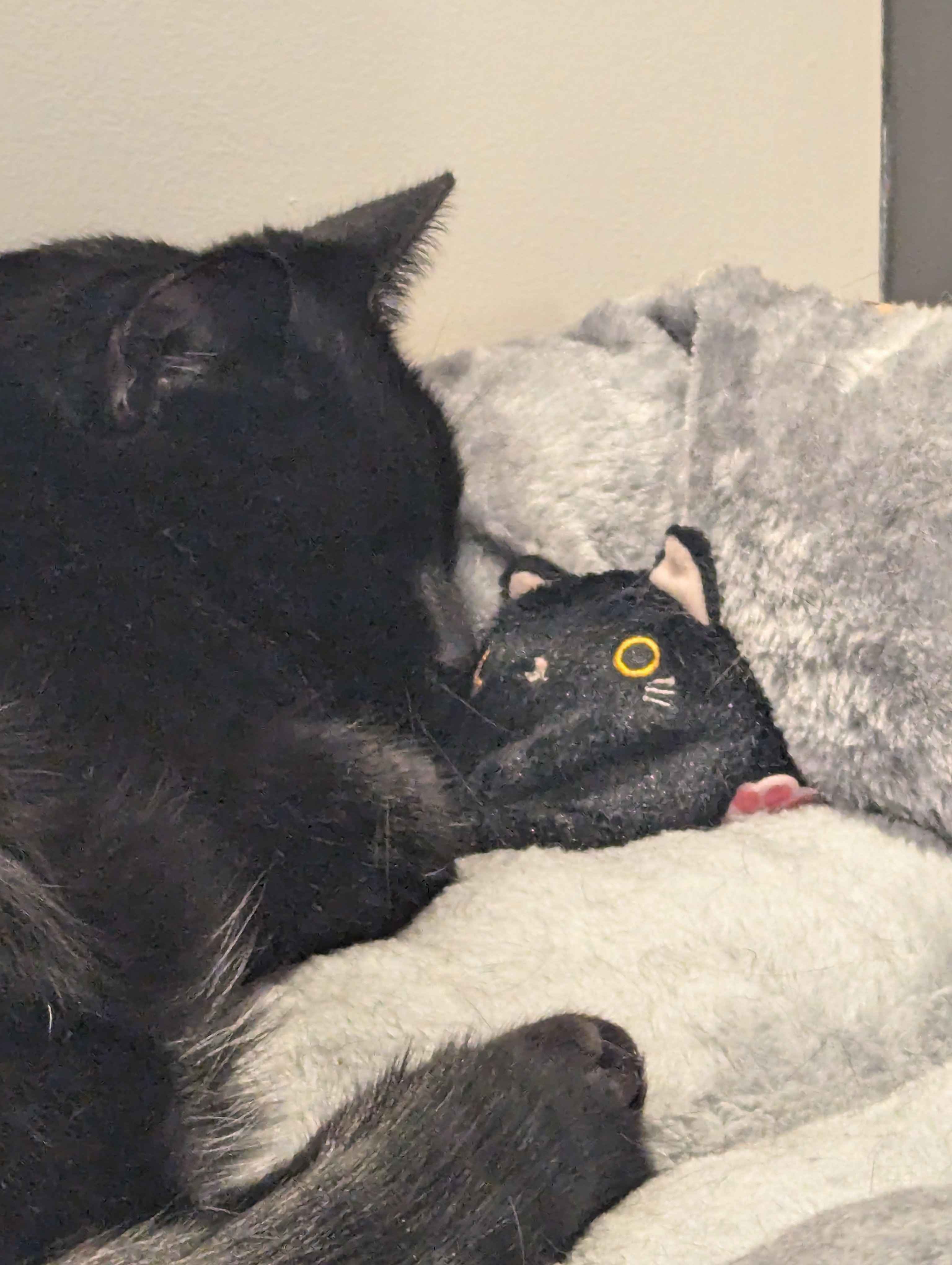 Molly is hanging out with her mini-me.