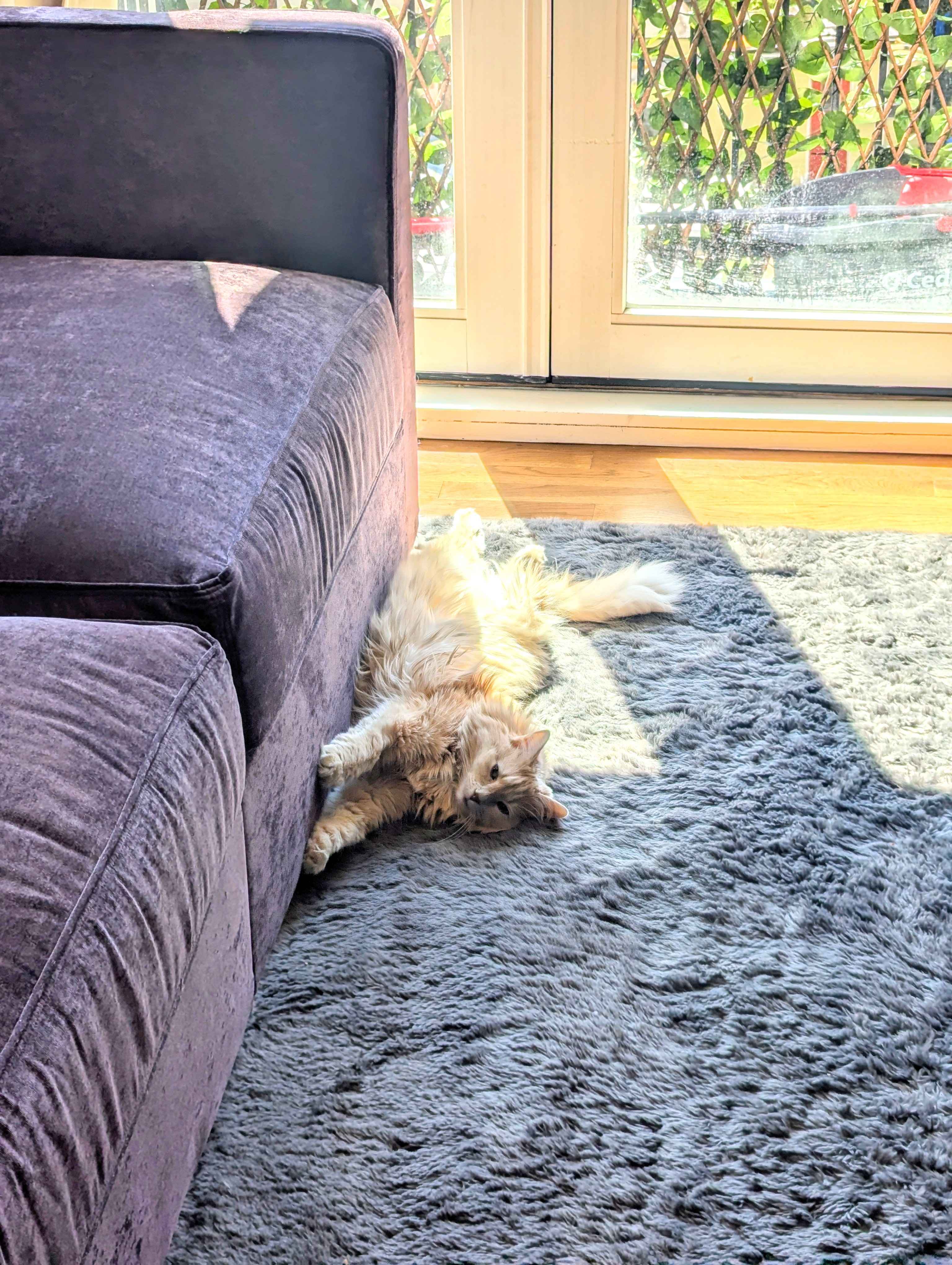 Ruby loves the couch!