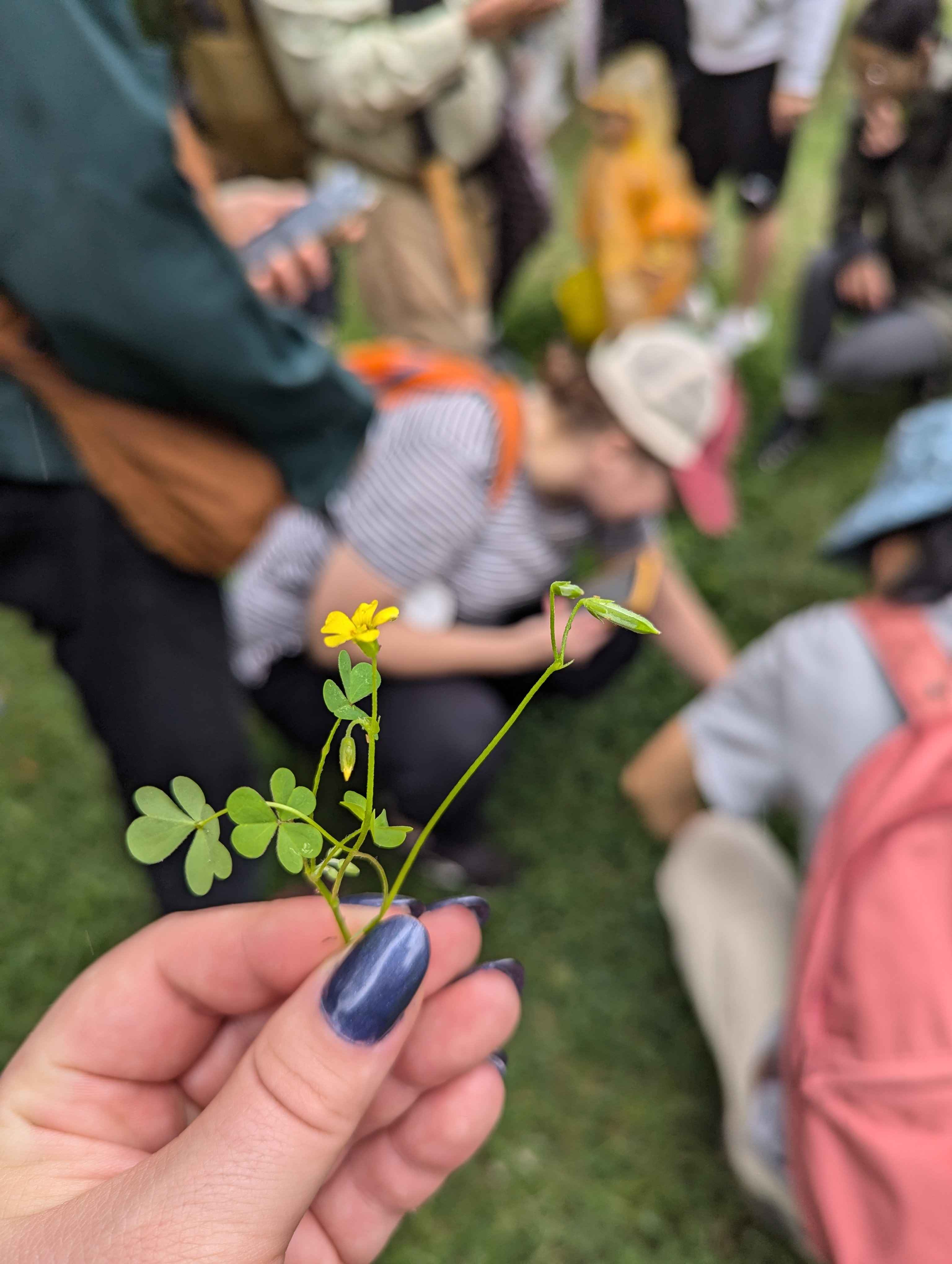 Yellow woodsorrel, it tastes sour!