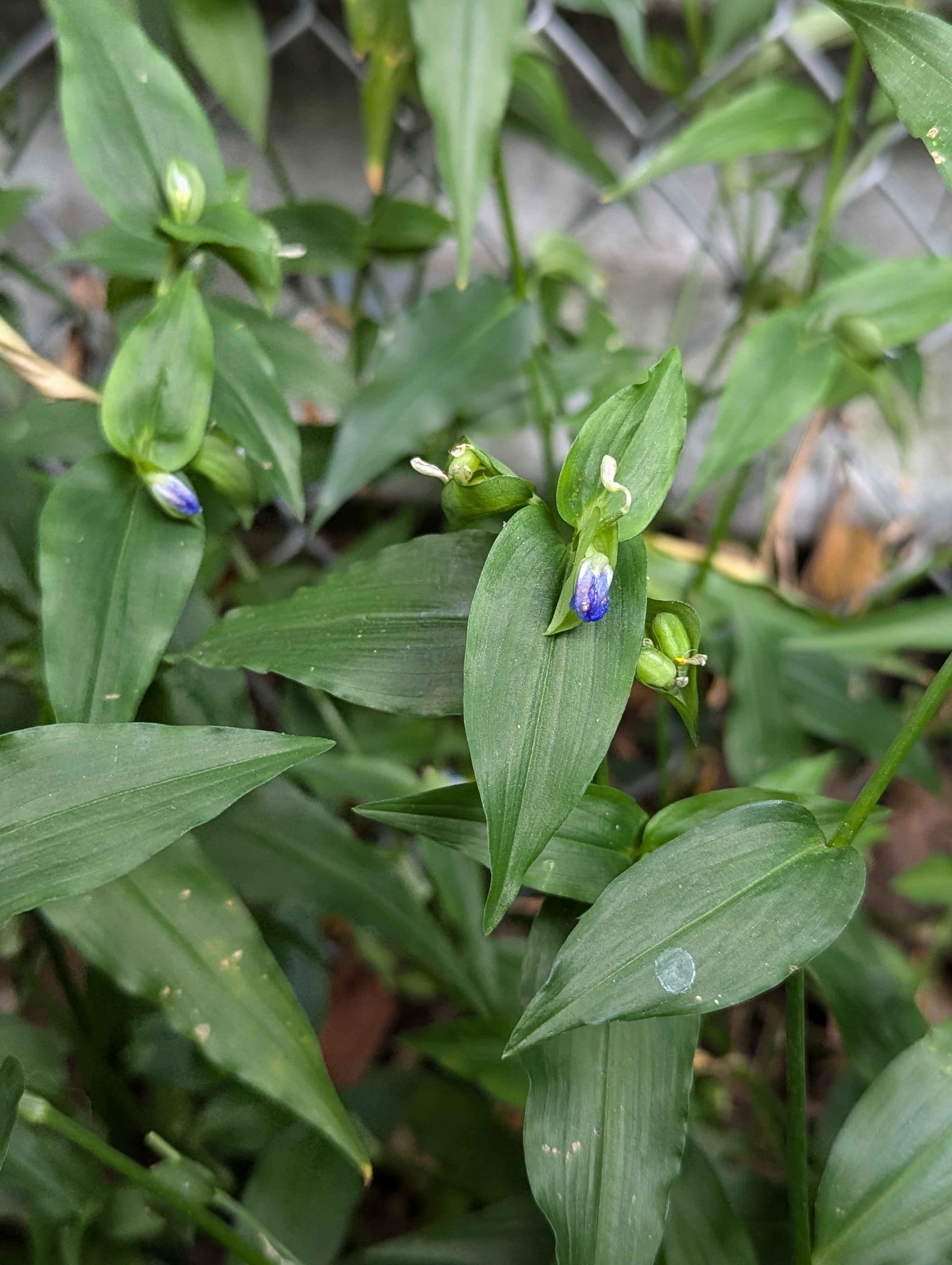 Asiatic dayflower. The leaves are edible and are a similar flavor to string beans.