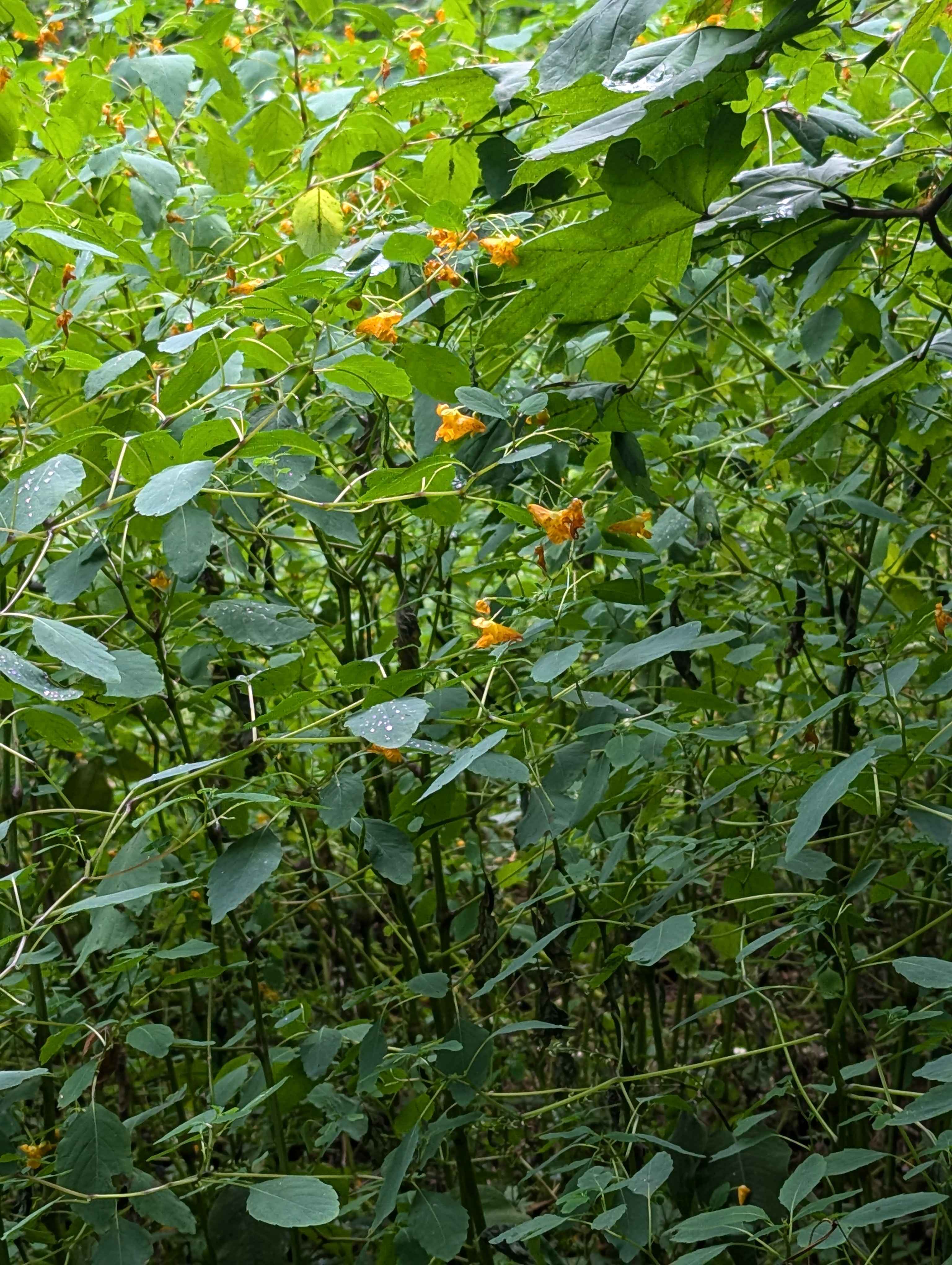Jewel weed. When it rains, the water collects on the leaves and it shimmers like jewels!