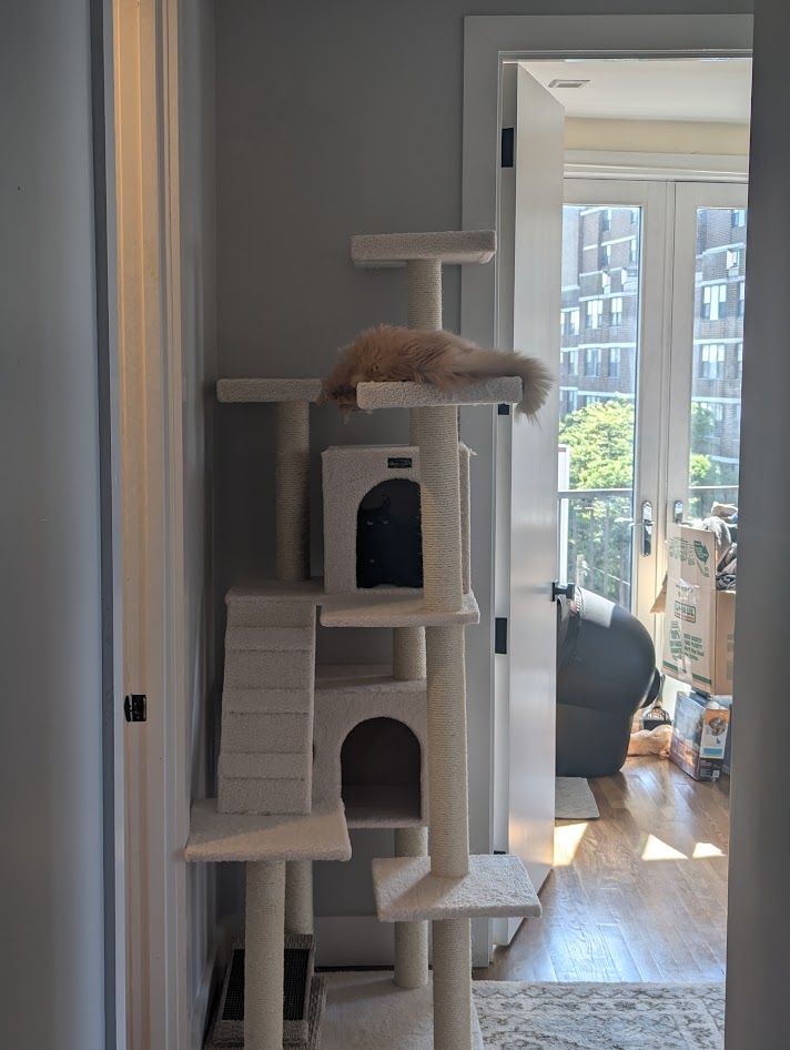 We got the cats a new cat tower, a major priority.
