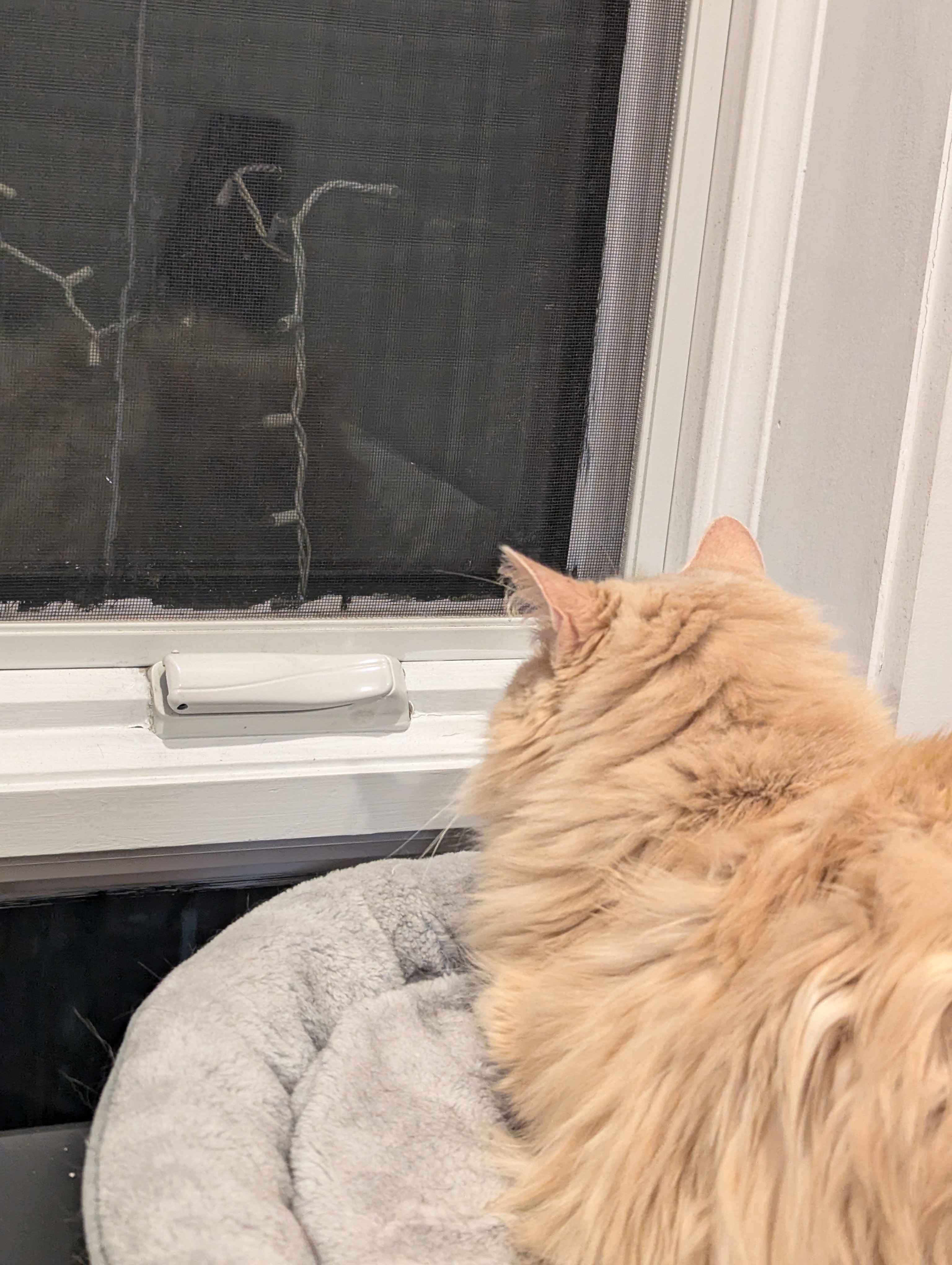 Ruby comfortably looking out the window.