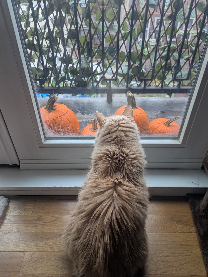 Ruby staring out the window at our half carved pumpkins.