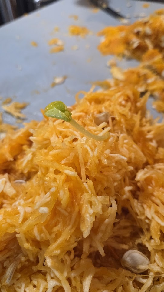 One of the pumpkins had lots of seeds sprouting inside! Zander got a pic of one