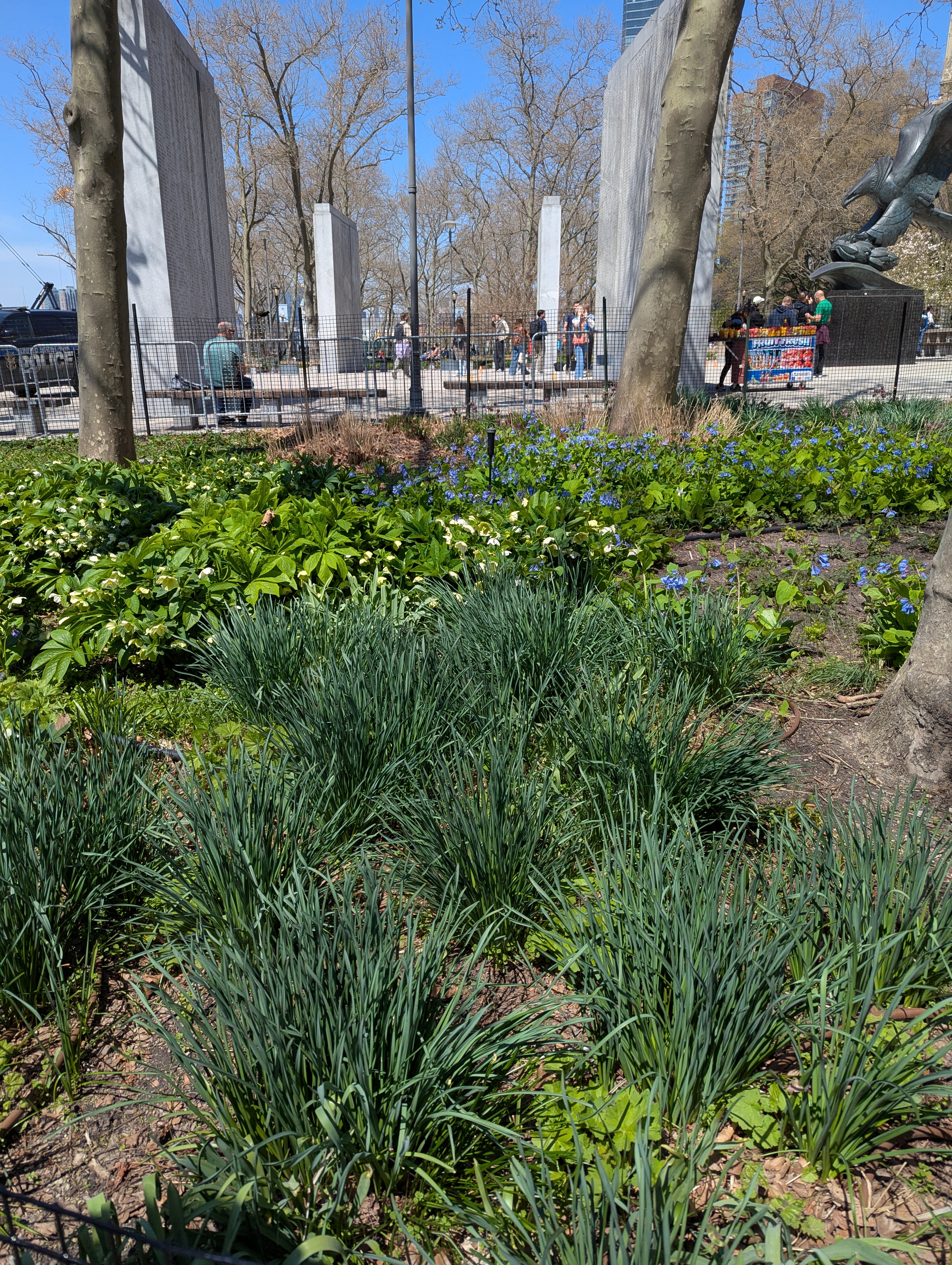Some pretty flowers and plants in the park.