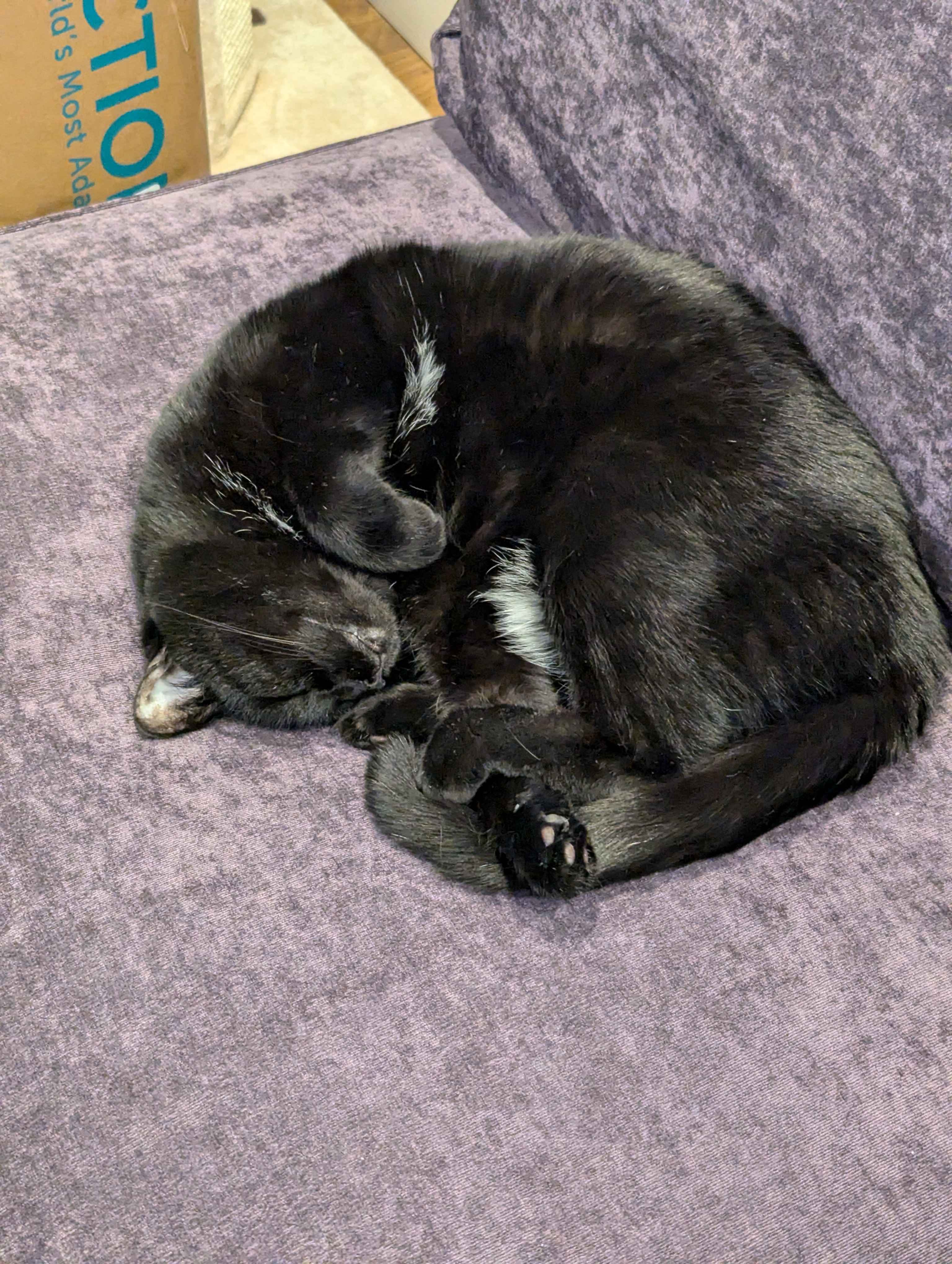 Molly approves of new purple couch.