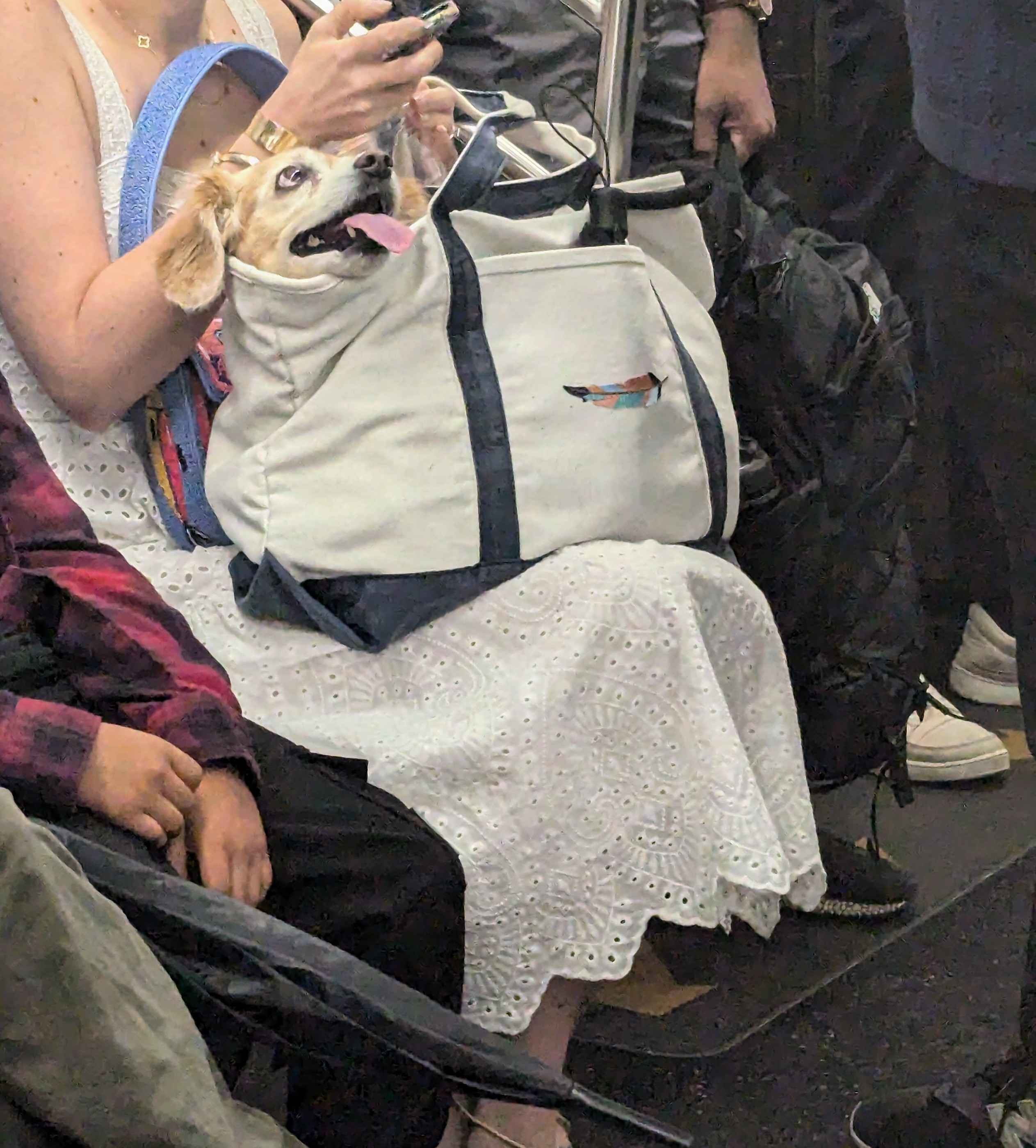 A happy dog on the subway, he was looking at his human.
