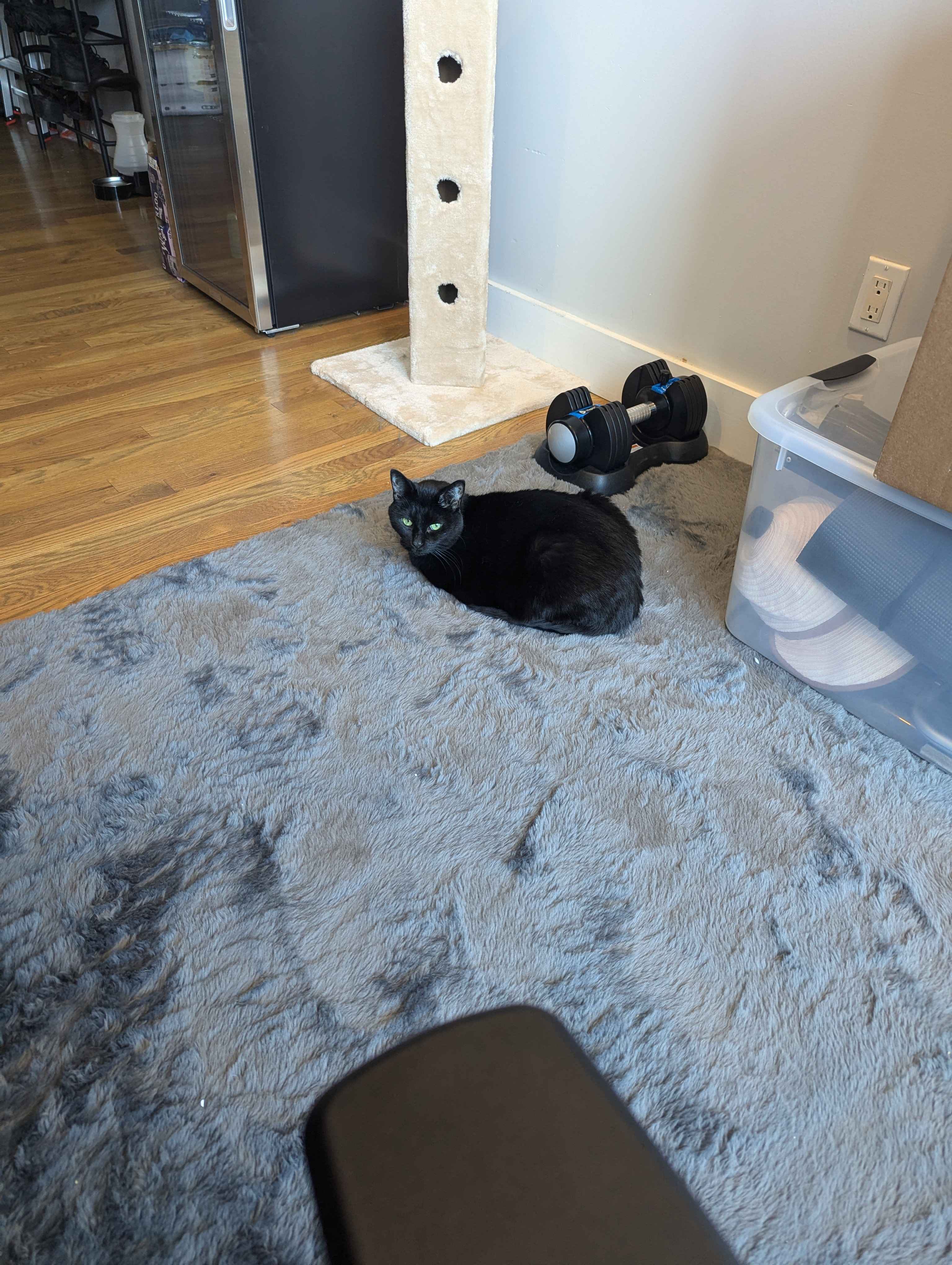 Molly testing out the new rug.