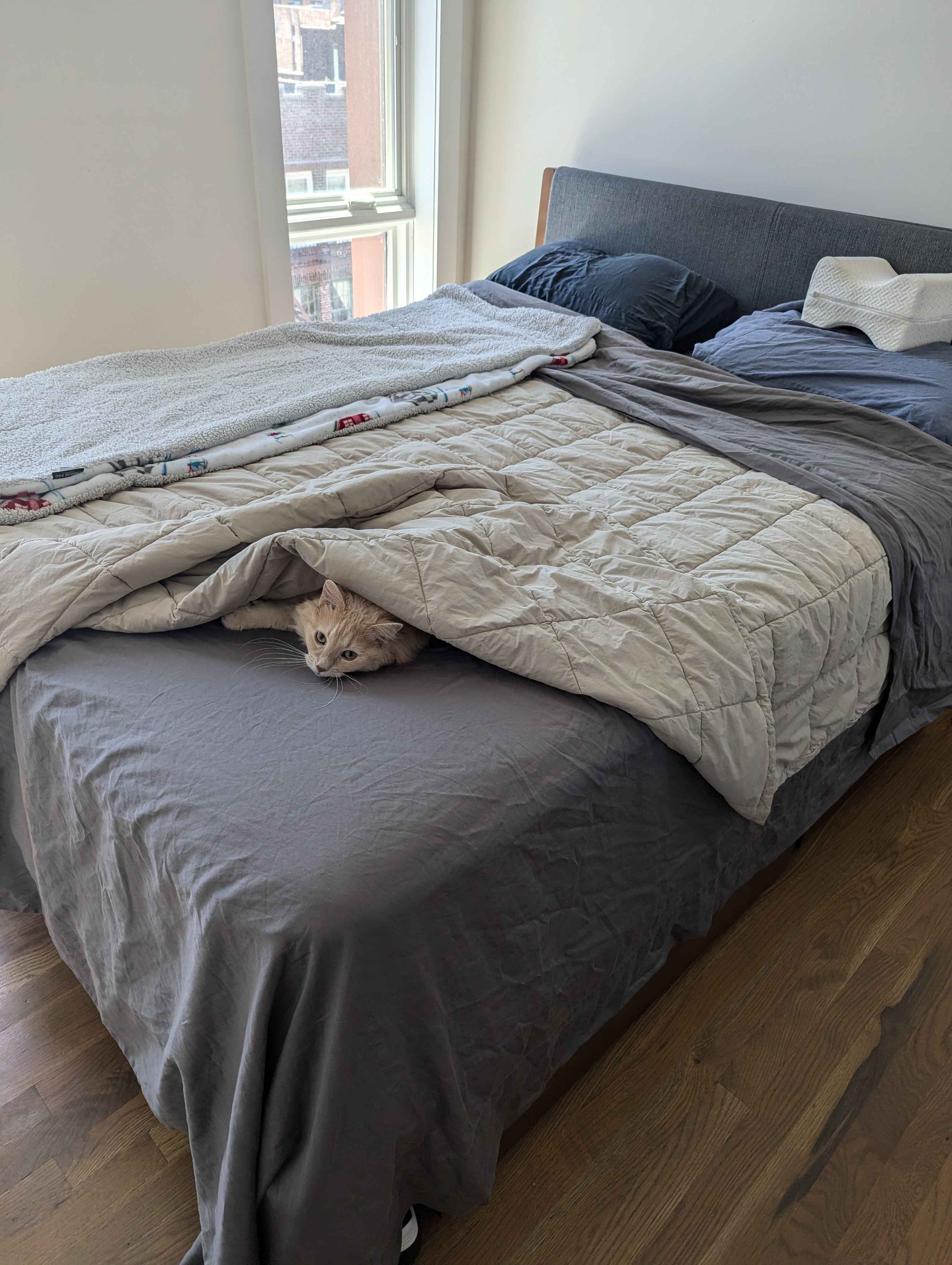 Ruby is so happy we have our bed set up.