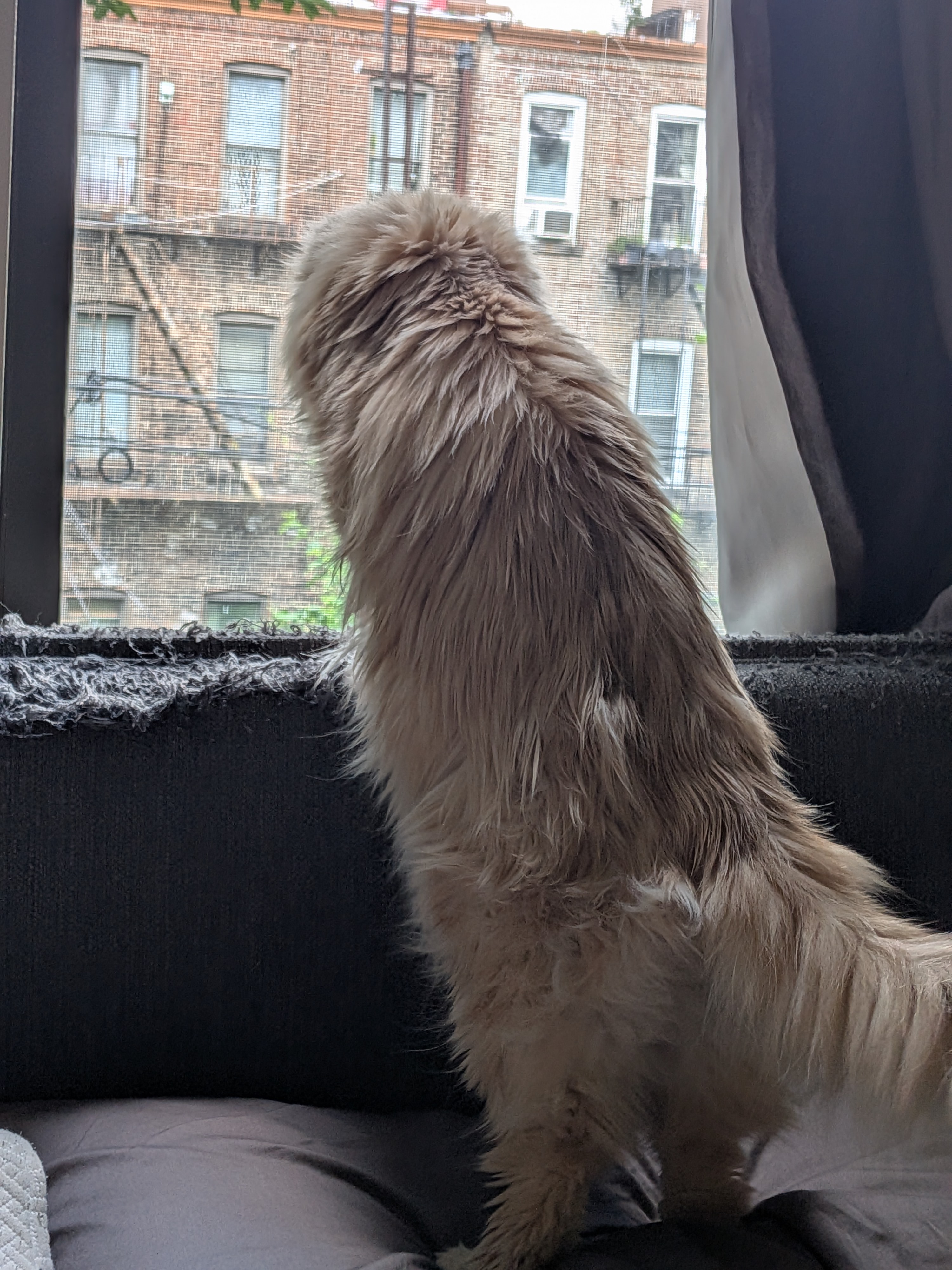 Ruby loves to look out the bedroom window!