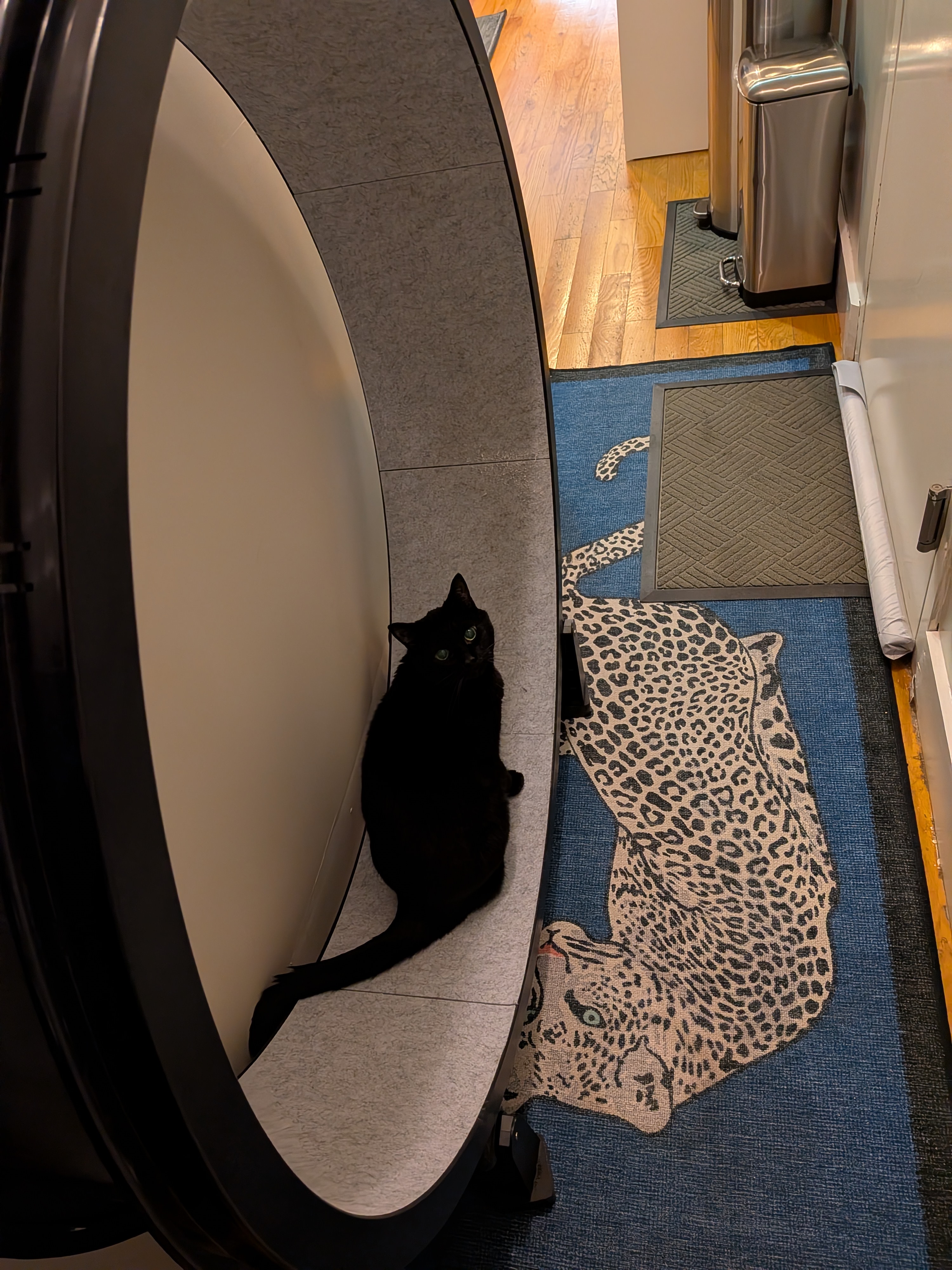 Of course we had to bring Molly's cat wheel to the new apartment.