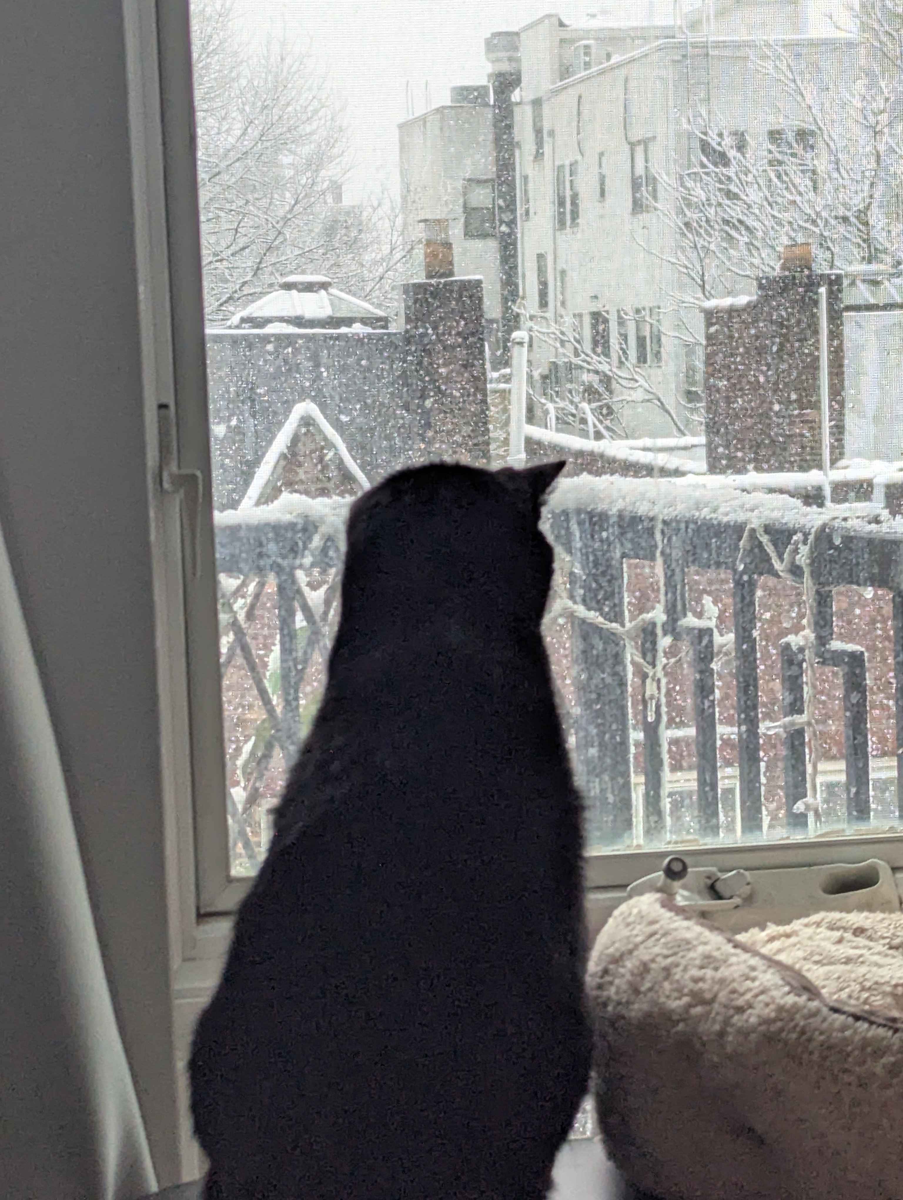 We got some snow. It was very pretty, here is Molly looking out at the snow.