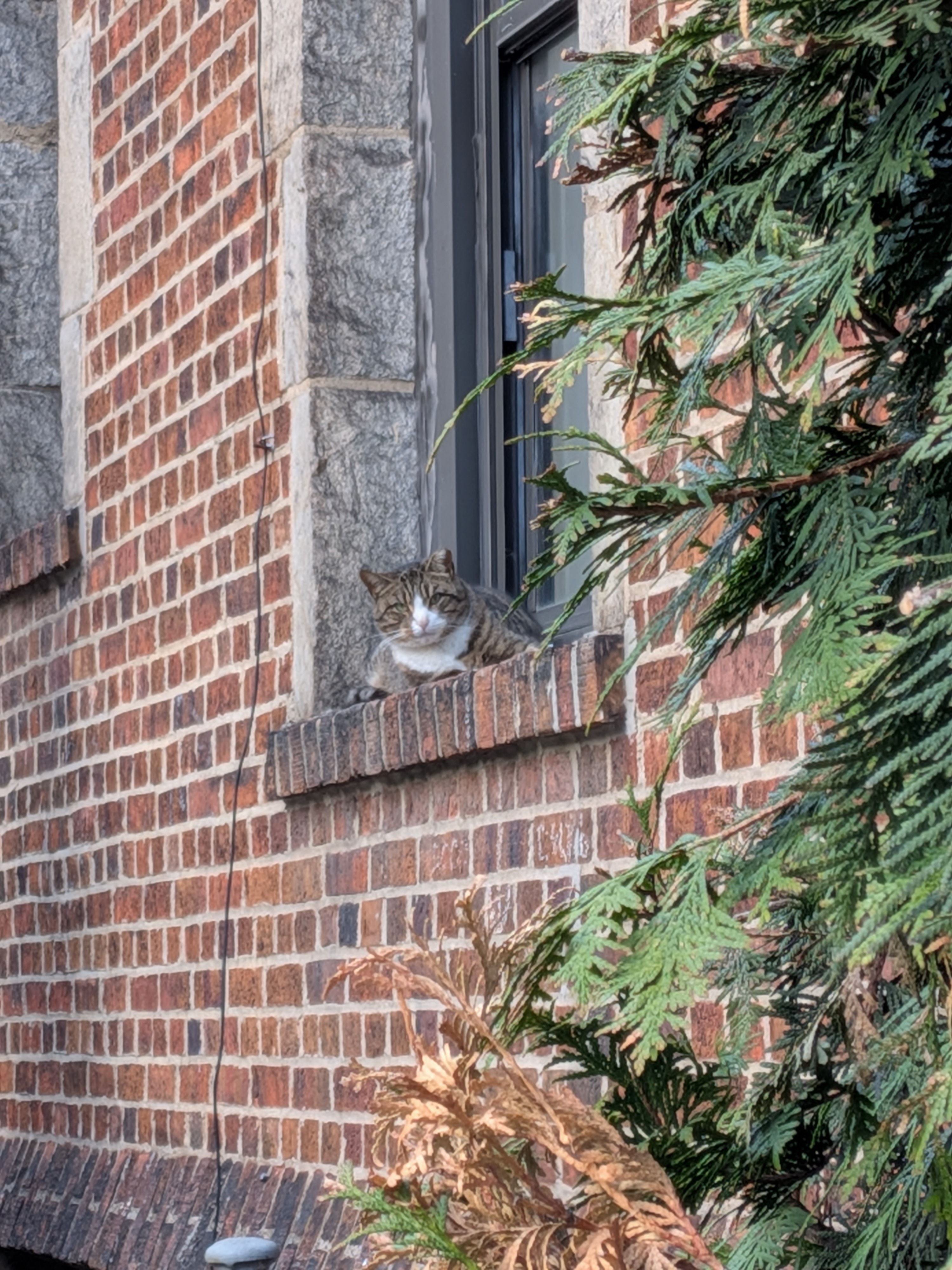 A cat we saw on our way to the theater. He was just chilling.