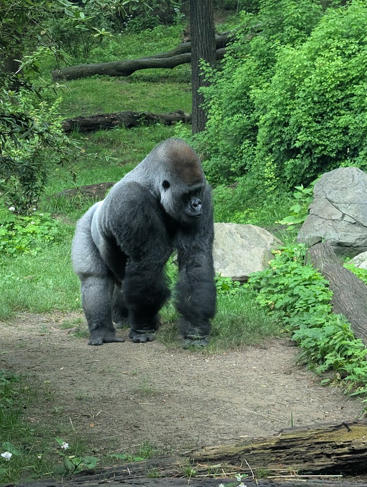 Big ol' gorilla at the Bronx Zoo