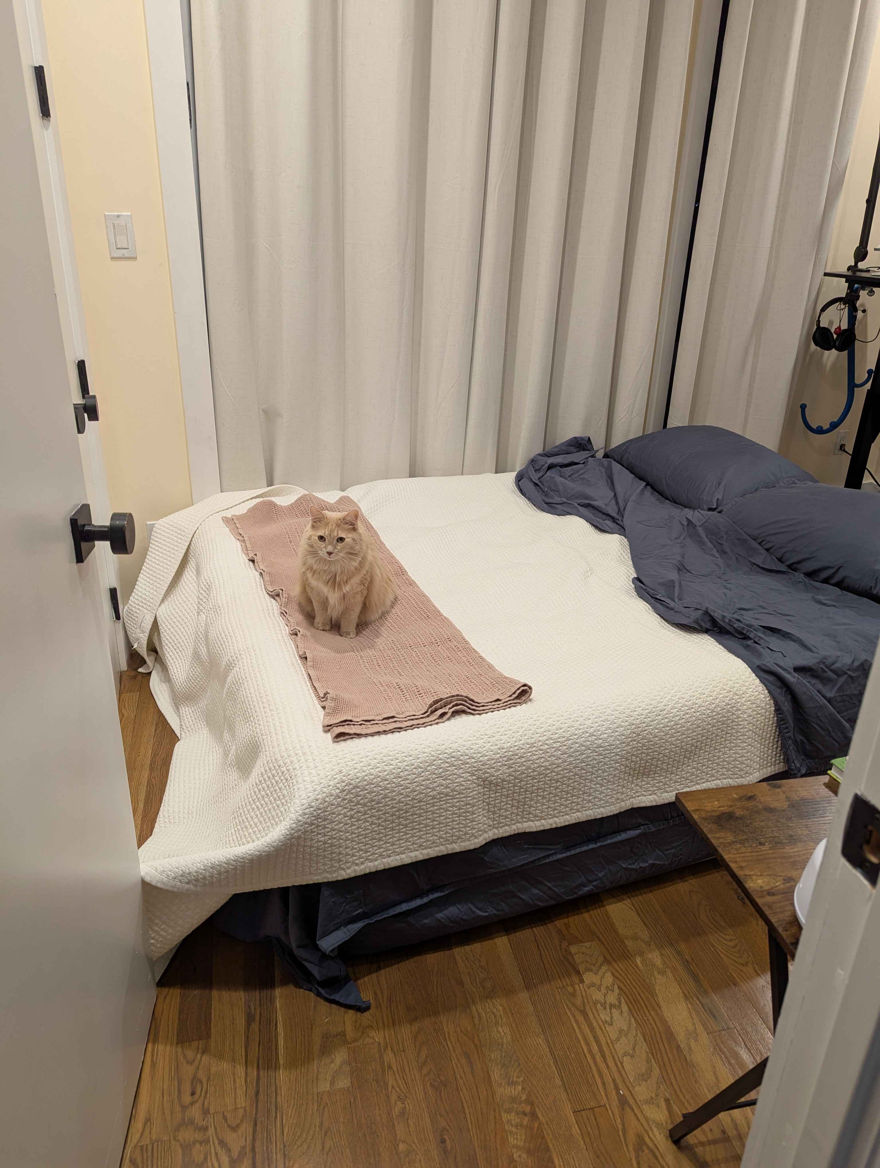Ruby is inspecting the guest bedroom to make sure it's up to standard.