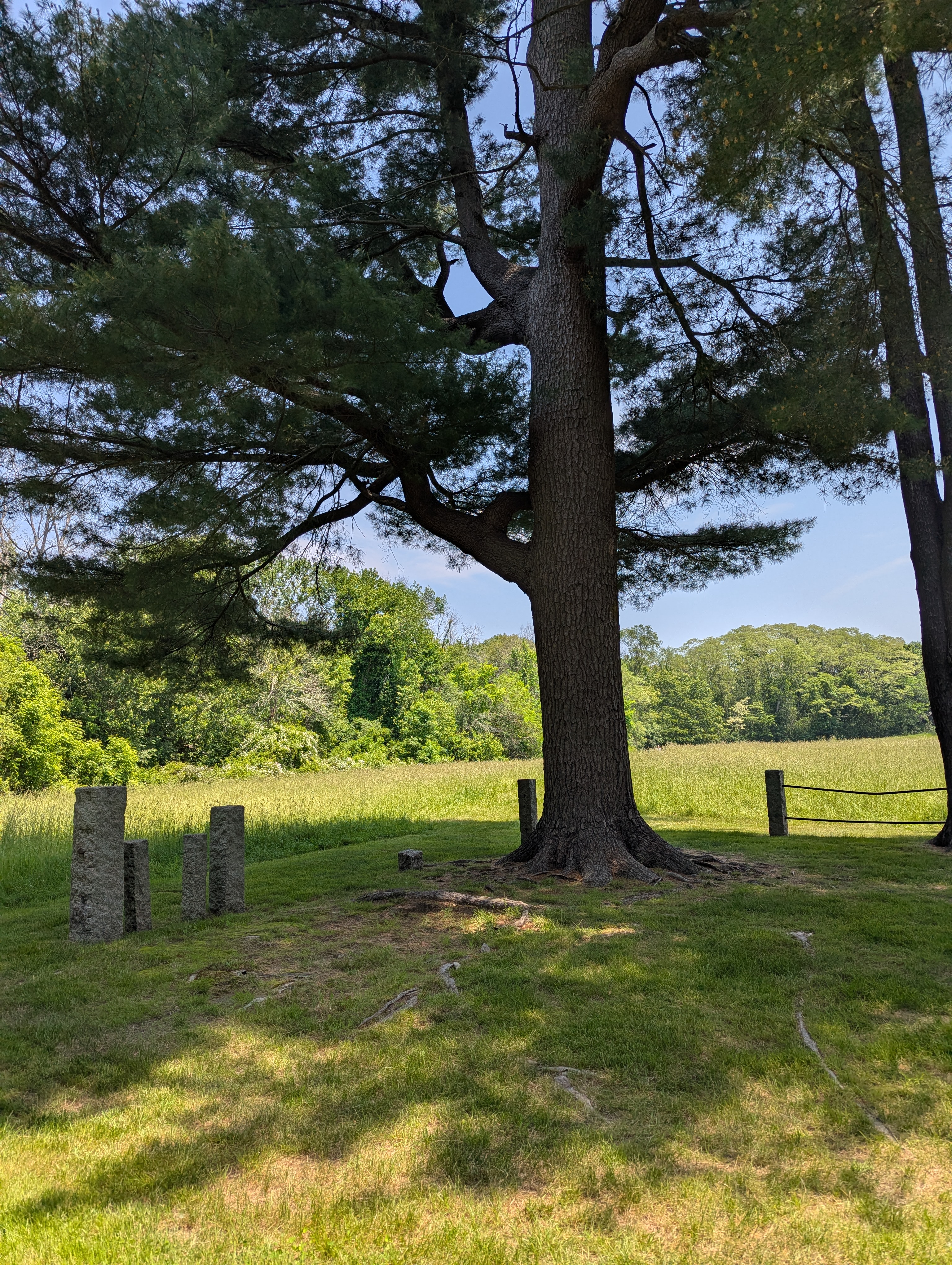 A tree and some old stones in the Nurse family cemetery.