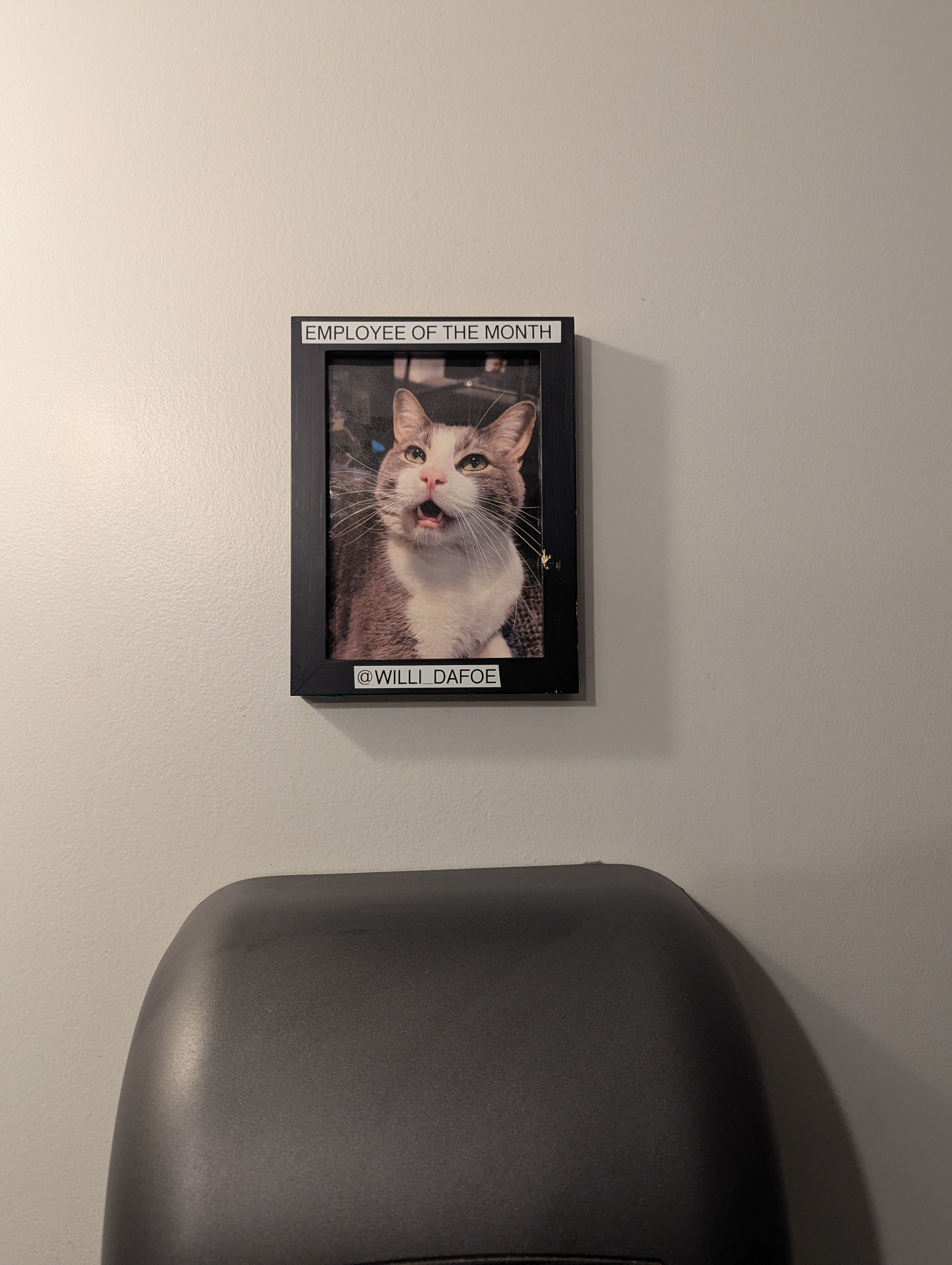 Employee of the Month! This was a brewery cat at a brewery we visited in Salem.