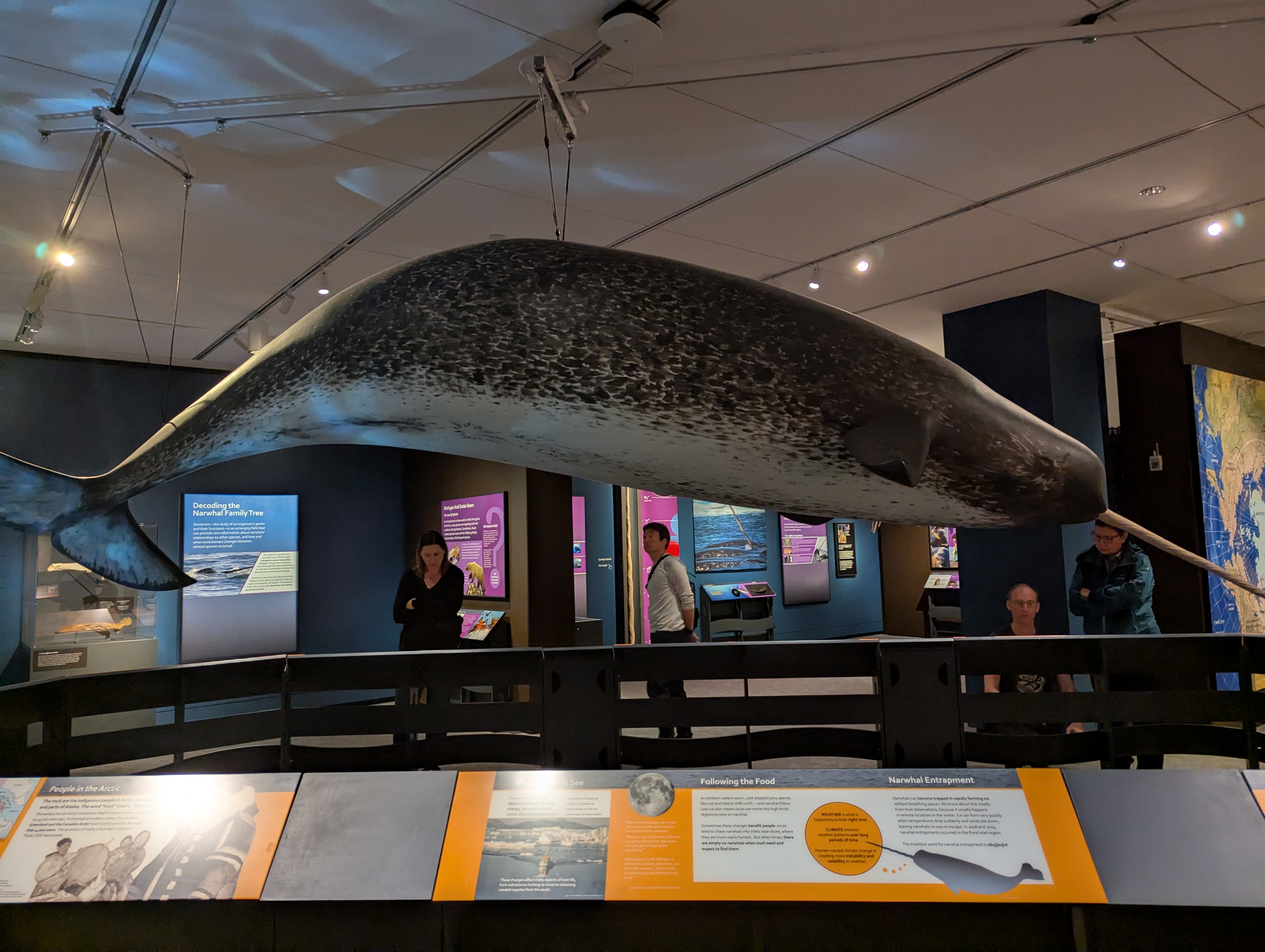 A life-size figure of a Narwhal.