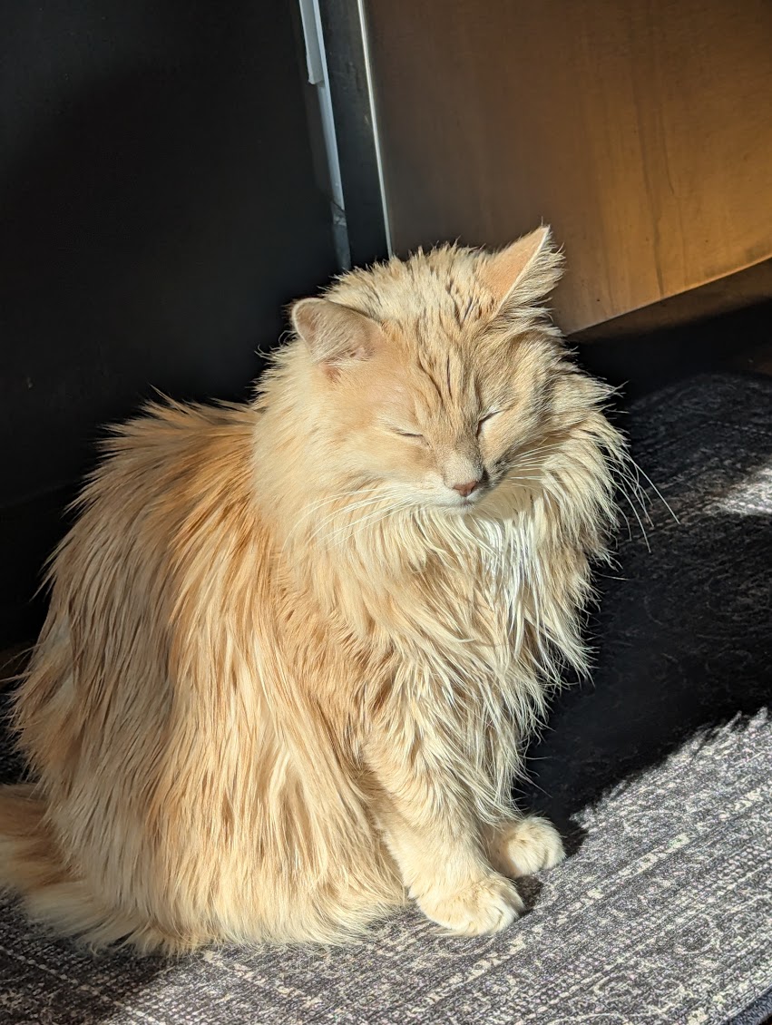 Ruby basking in a sun-beam.