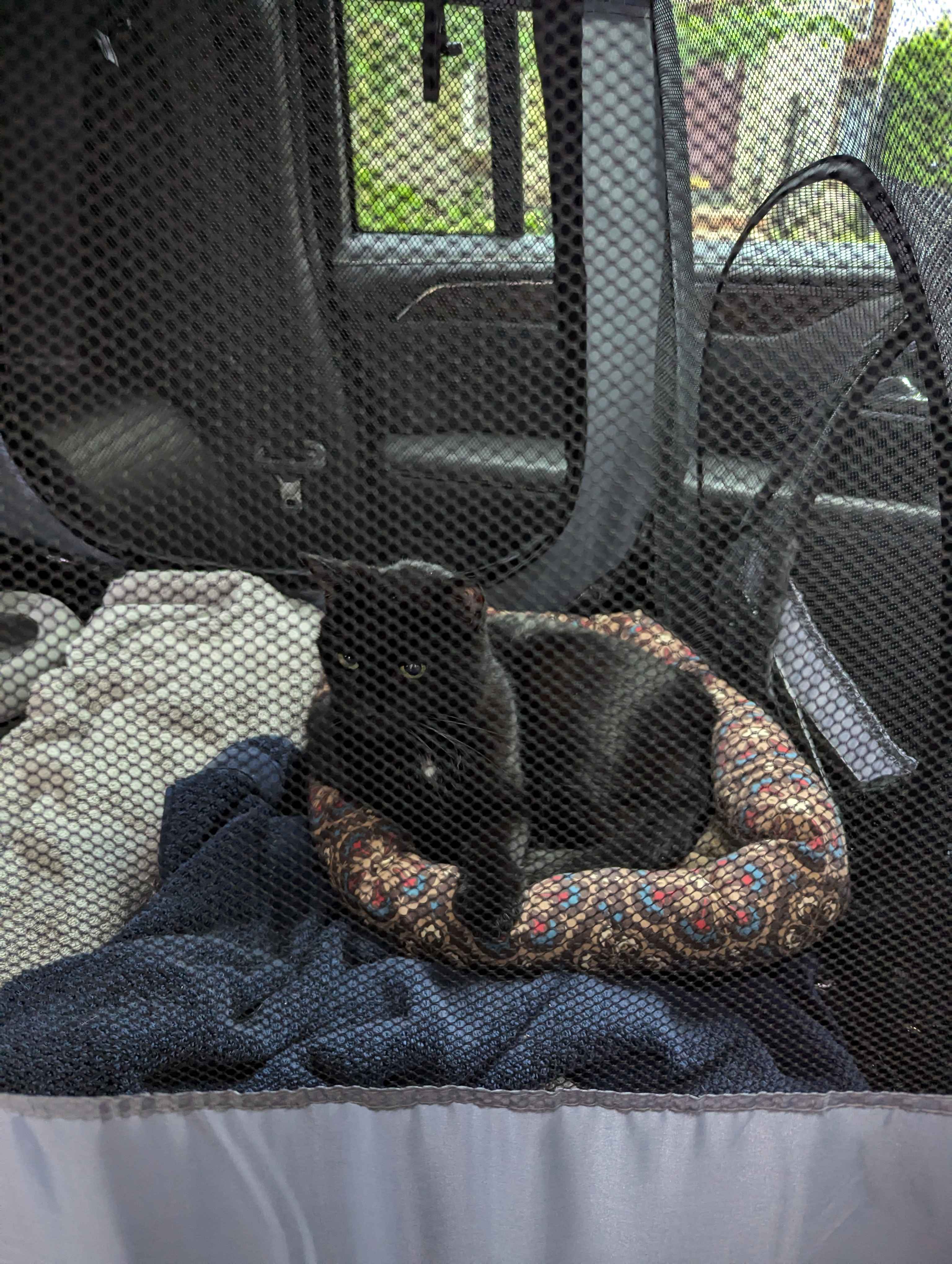 Molly in her designated cat zone.