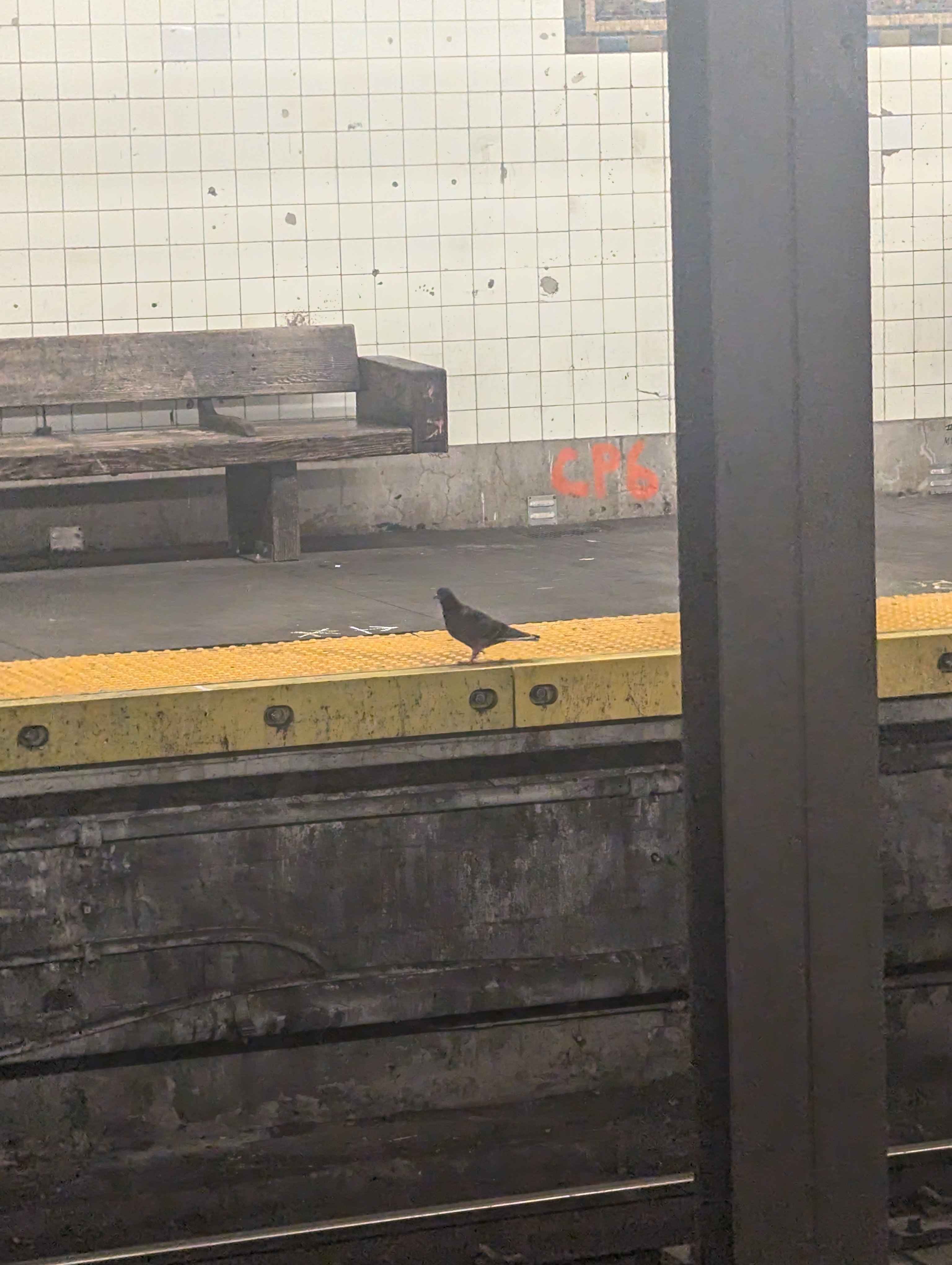 Even the birds take the subway in New York!