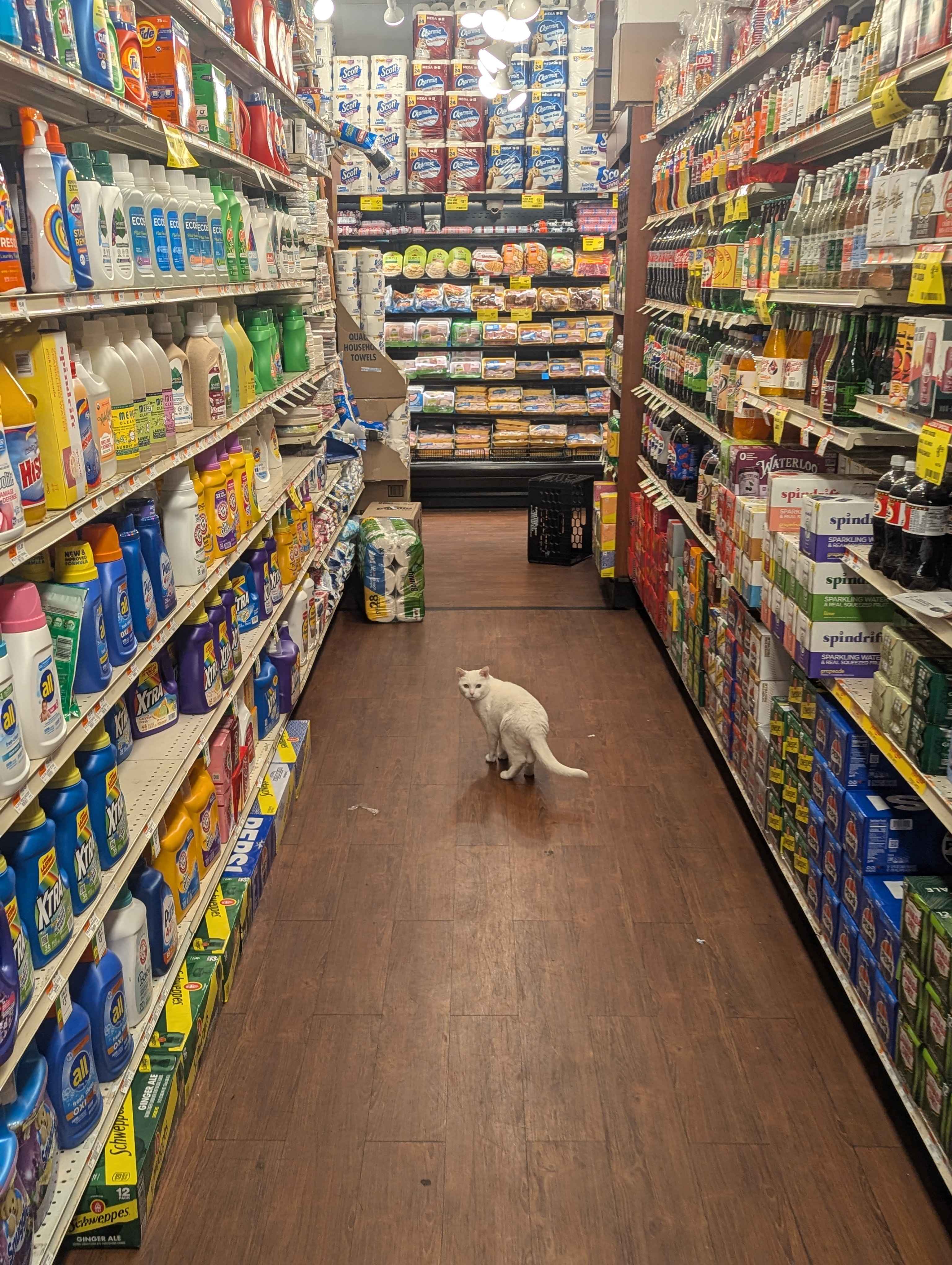 The hard working cat at our grocery store, Blanca. Lots of stores here keep cats to help with pest control.